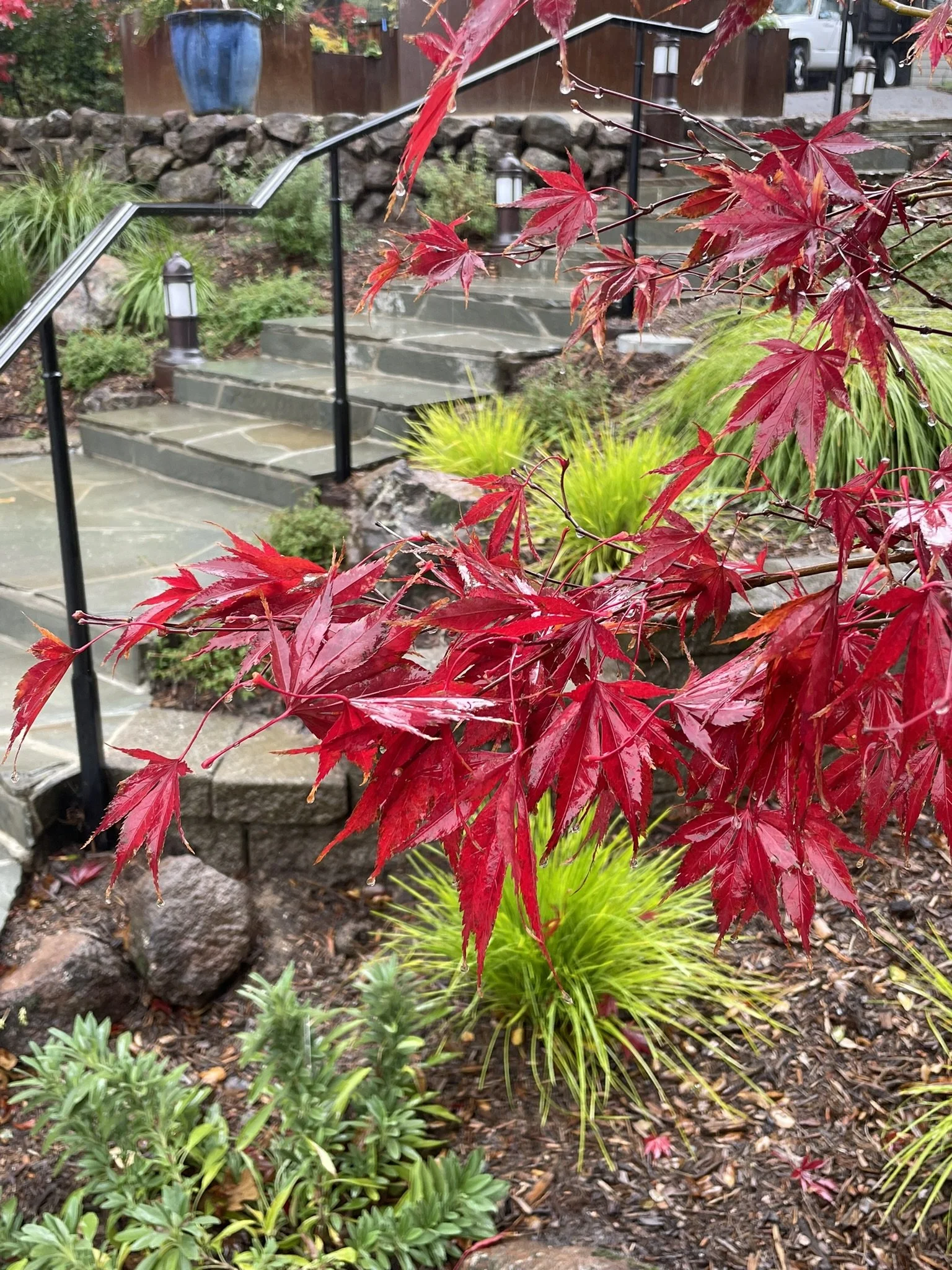 Japanese maples throughout the garden understory make for a brilliant fall color show
