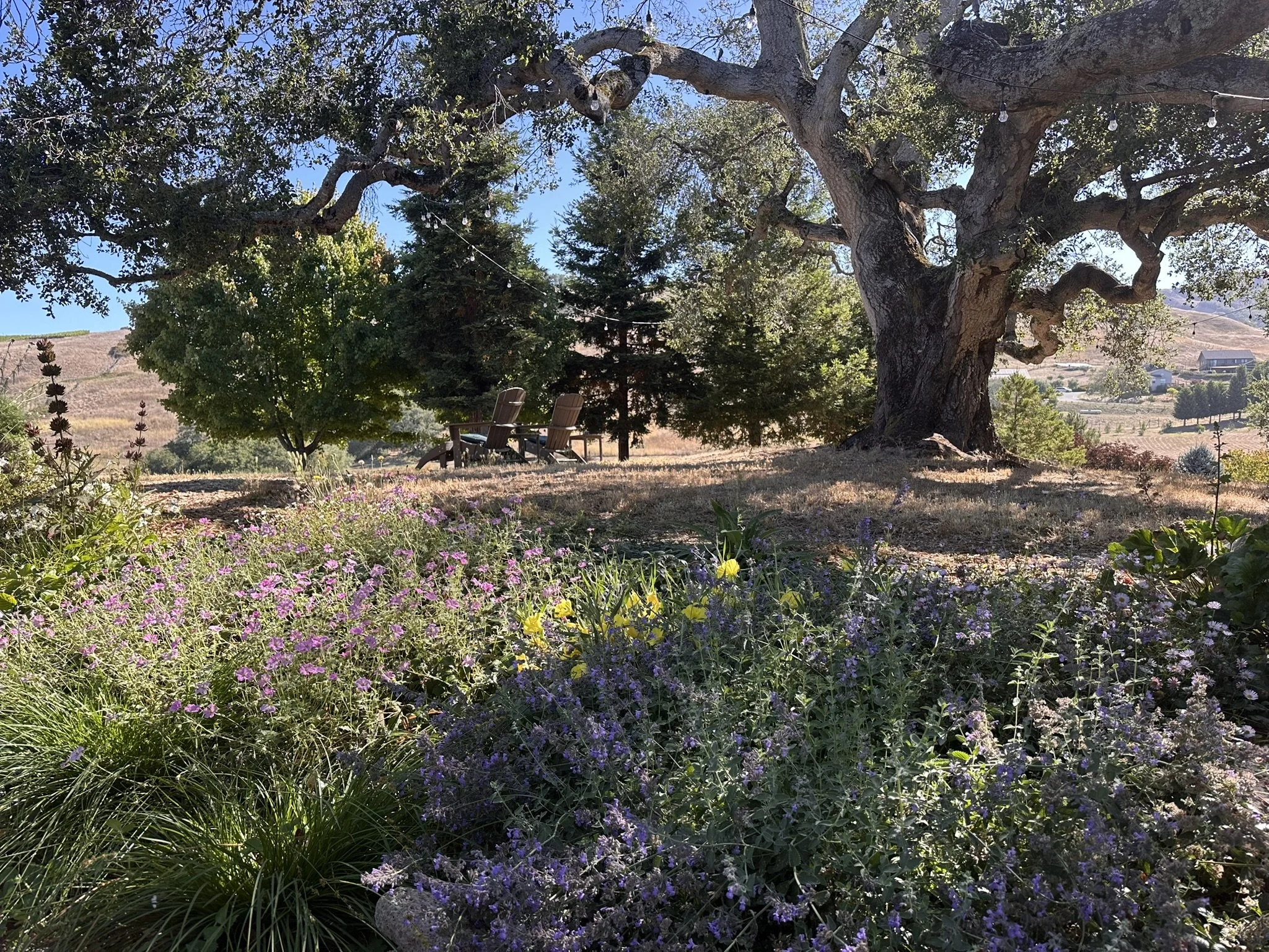 Quercus agrifolia (Coast Live Oak)