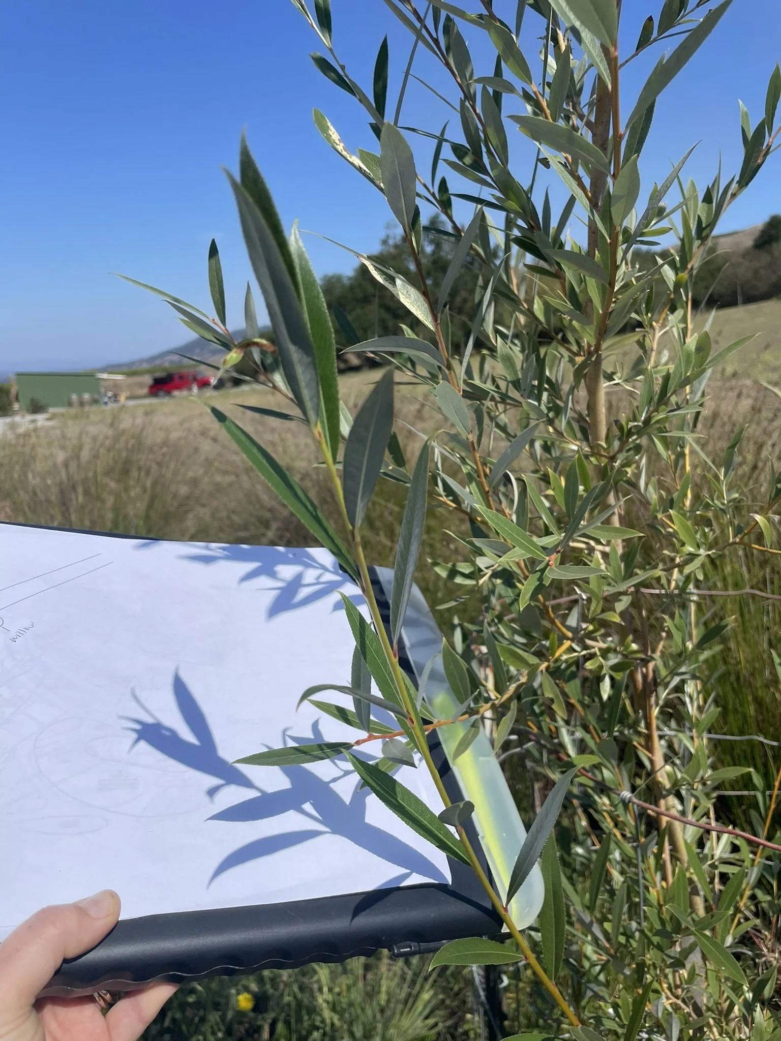 Health check on Yellow Willow in the riparian corridor