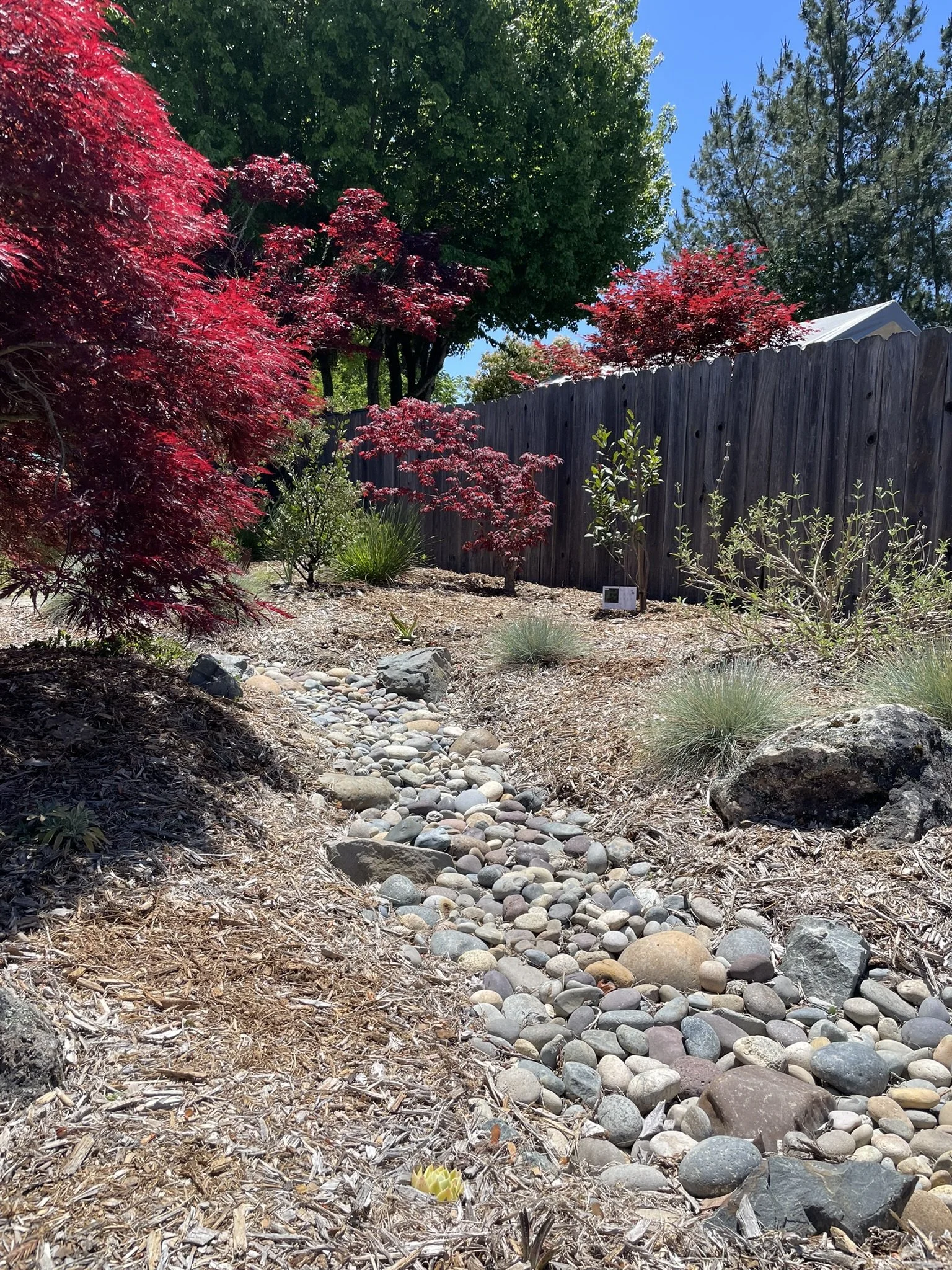 A seasonal dry creek winds through the landscape, slowing and sinking stormwater runoff from a downspout behind the Japanese MAple