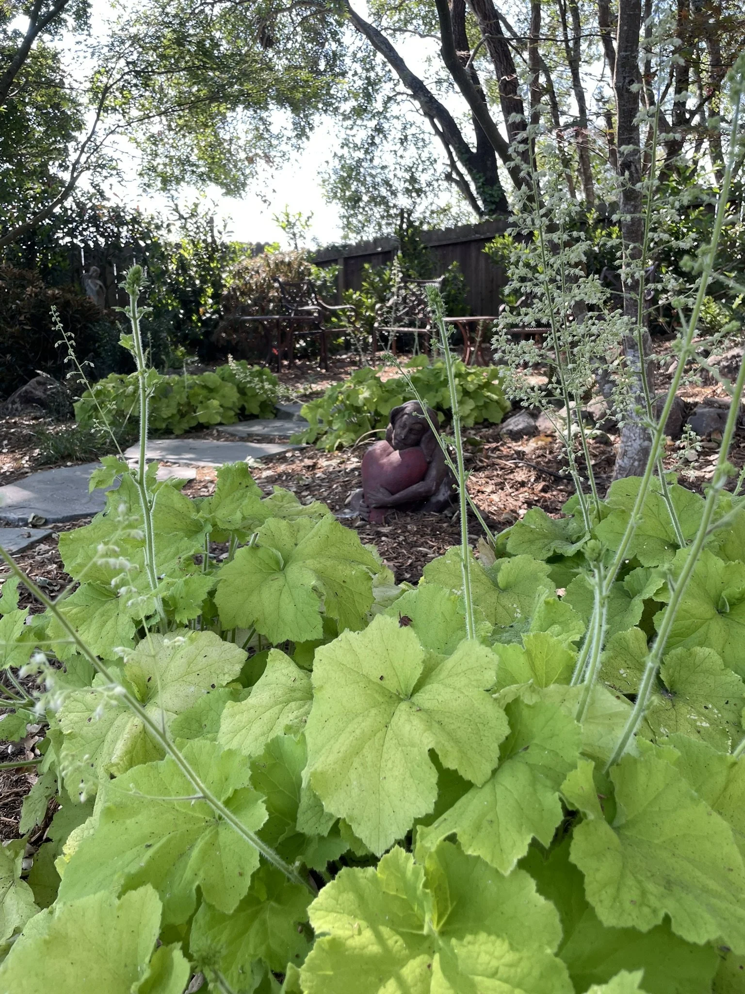 Mass plantings of Heuchera fill in the oak understory