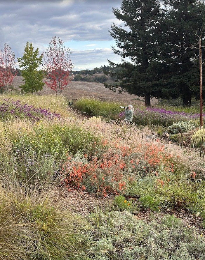 Fall photography admist the meadow planting featuring CA Fuchsia's red/orange blooms