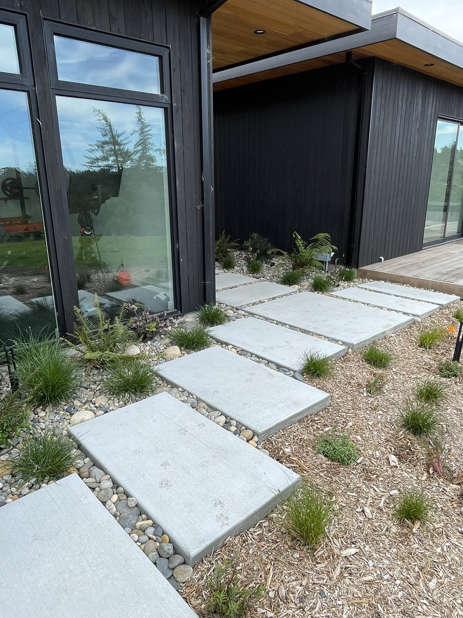 Modern pathway is softened by Carex, Hellebores, and Mahonia
