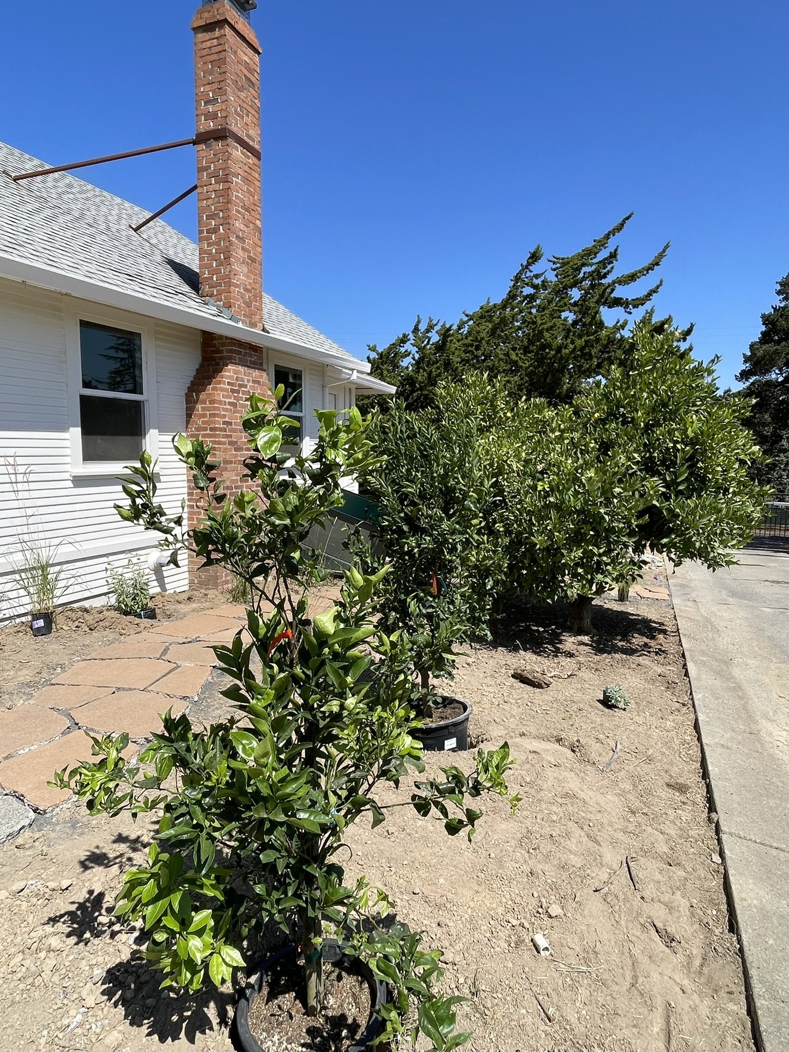 Citrus Row before the pollinator-friendly understory has been planted