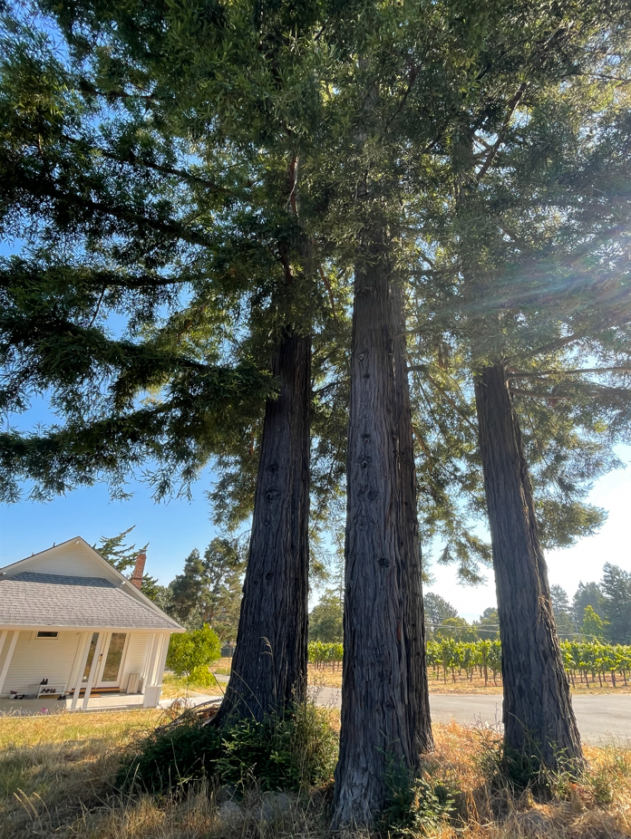 Before photo of the stunning redwood trees