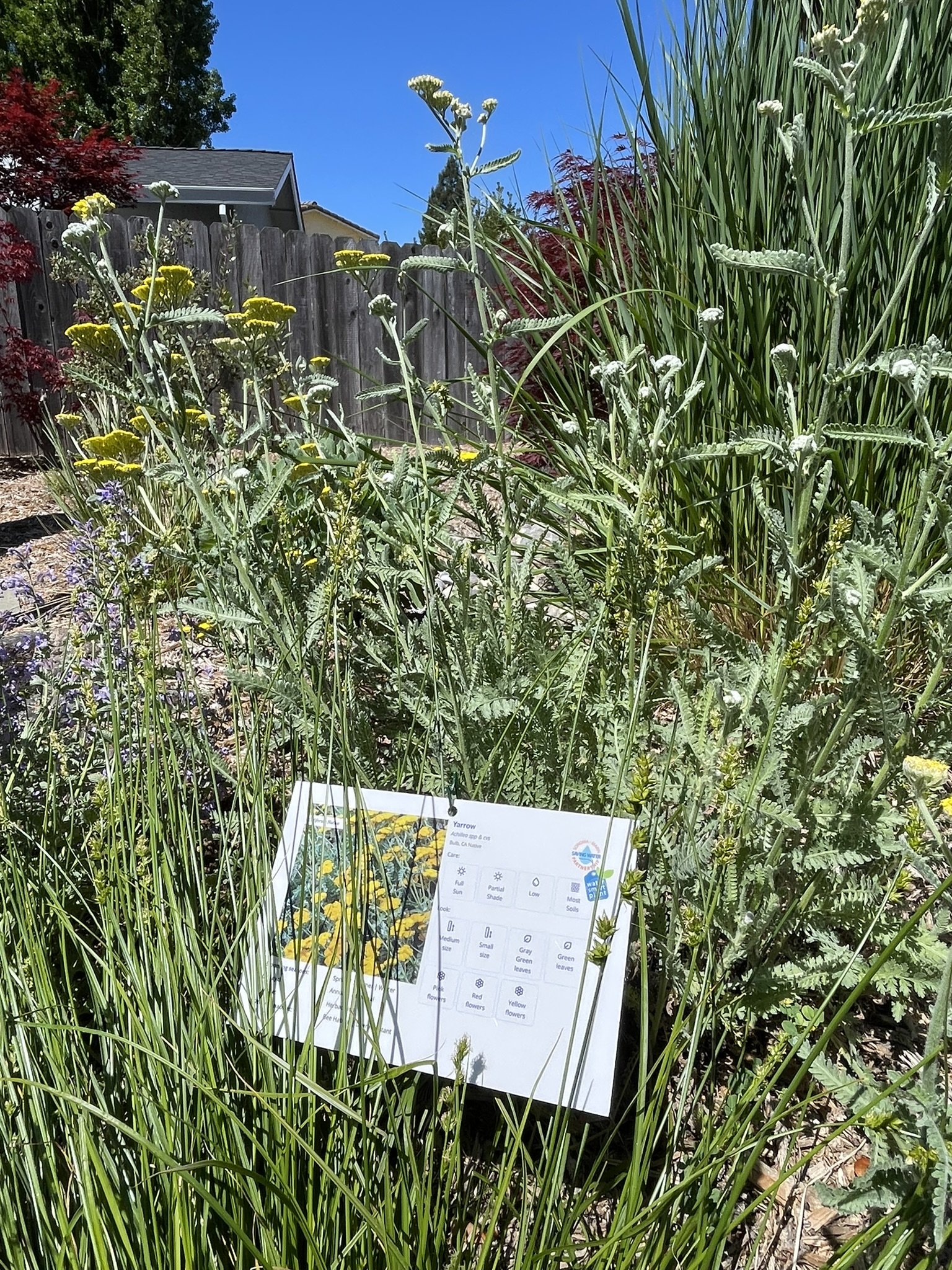 Plant label describing Achillea (Yarrow) as a drought-tolerant species for Sonoma County gardens. Label from the Eco-Friendly Garden Tour put on my the Sonoma Marin Water Saving Partnership