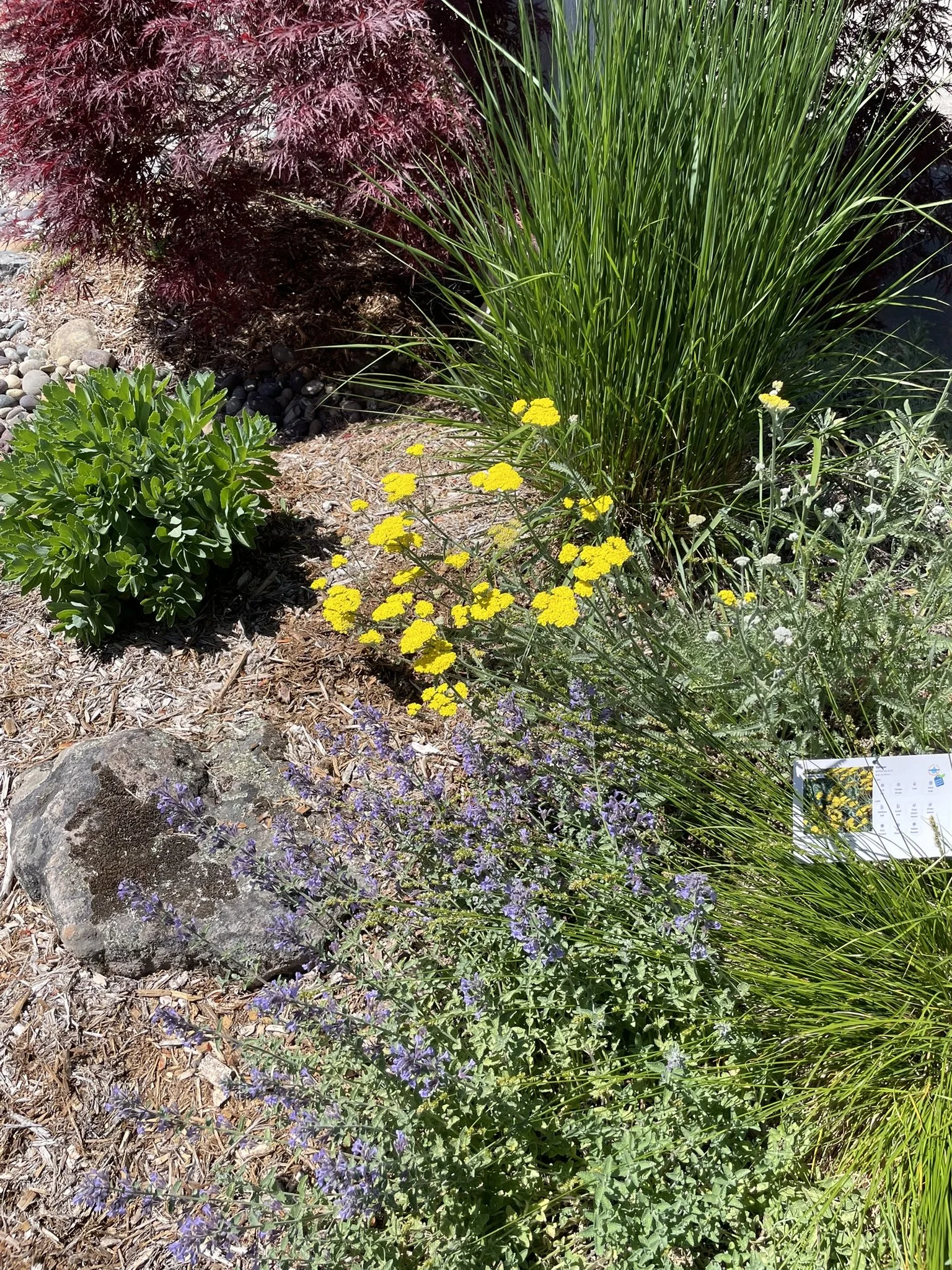 Catmint, Yarrow, Lavenders, Sedum, and other drought-tolerant plants clustered at the home's front entry