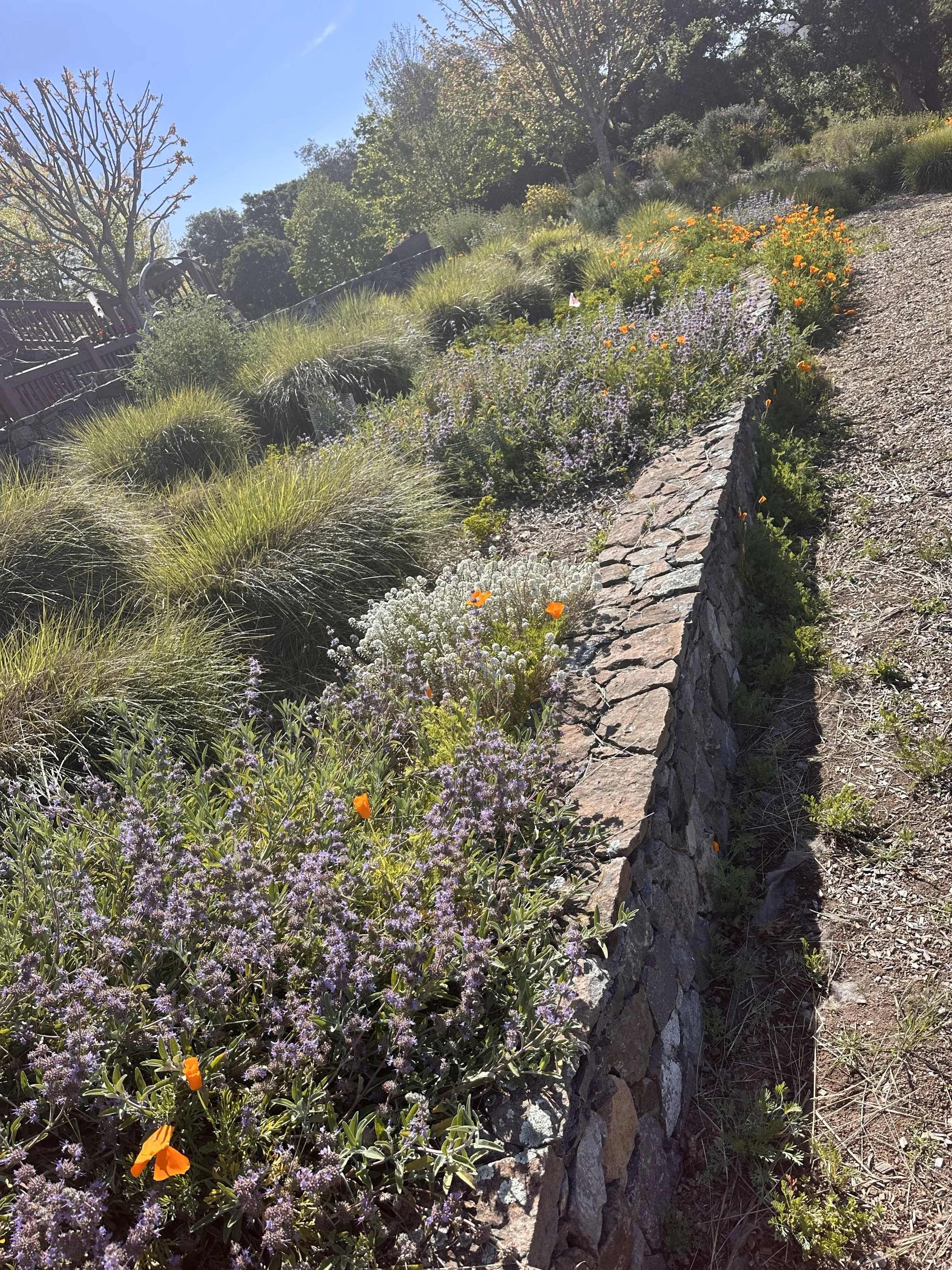 The spring wildflower bloom extends for many months in this meadow style planting