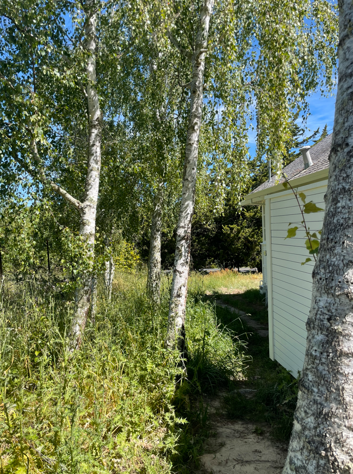 Before photo showing the overgrown side yard and Birch trees
