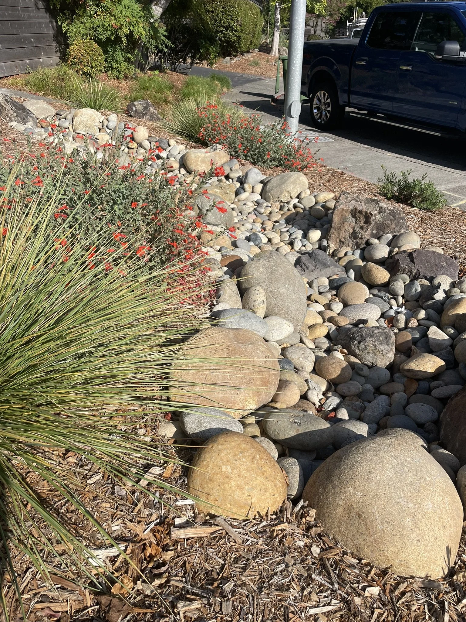A dry creek bed winds through a sloped planting bed filled with drought tolerant plants, including Epilobium canum (CA Fuchsia)