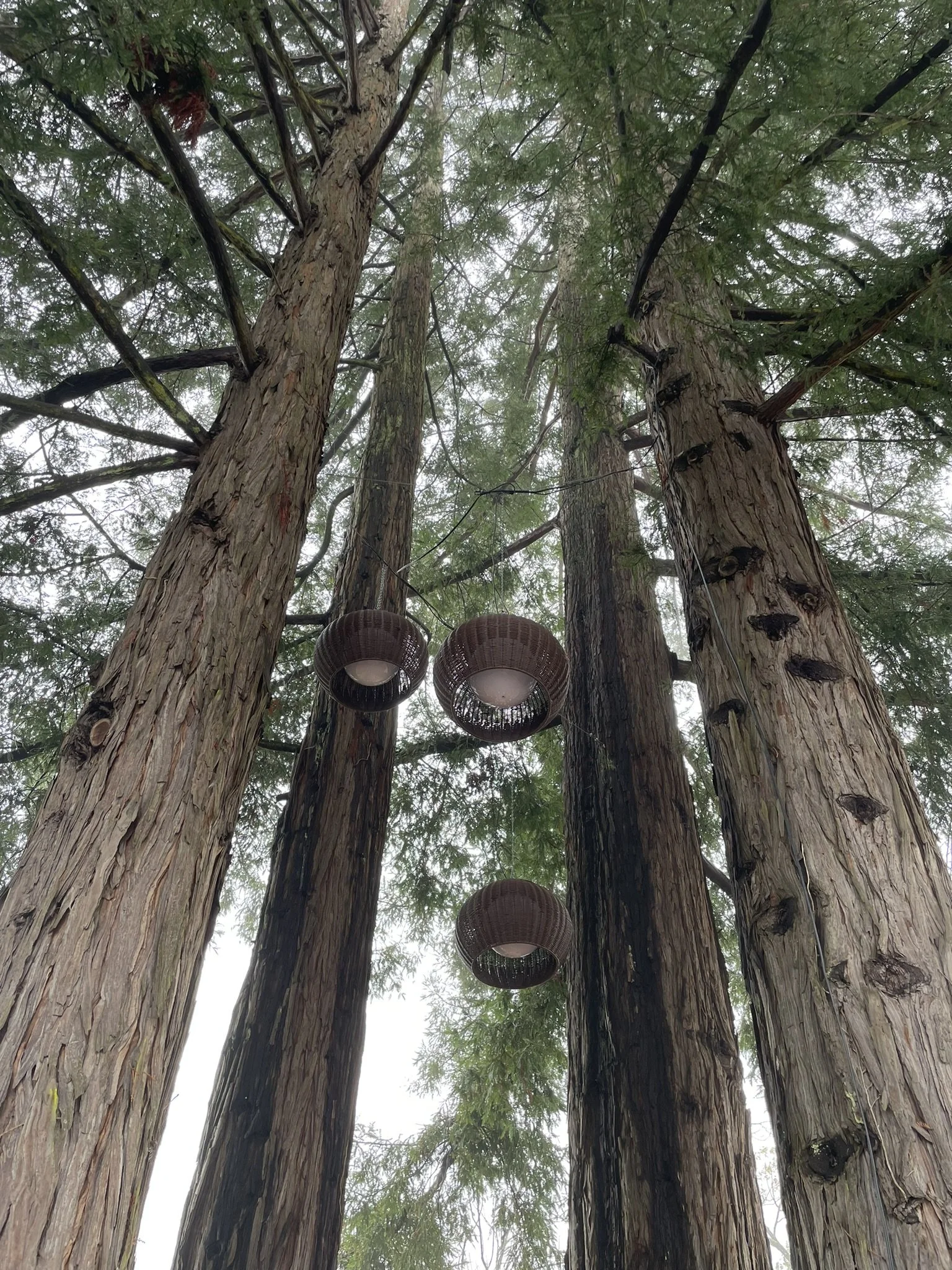 Clustered pendants hang in the redwood trees