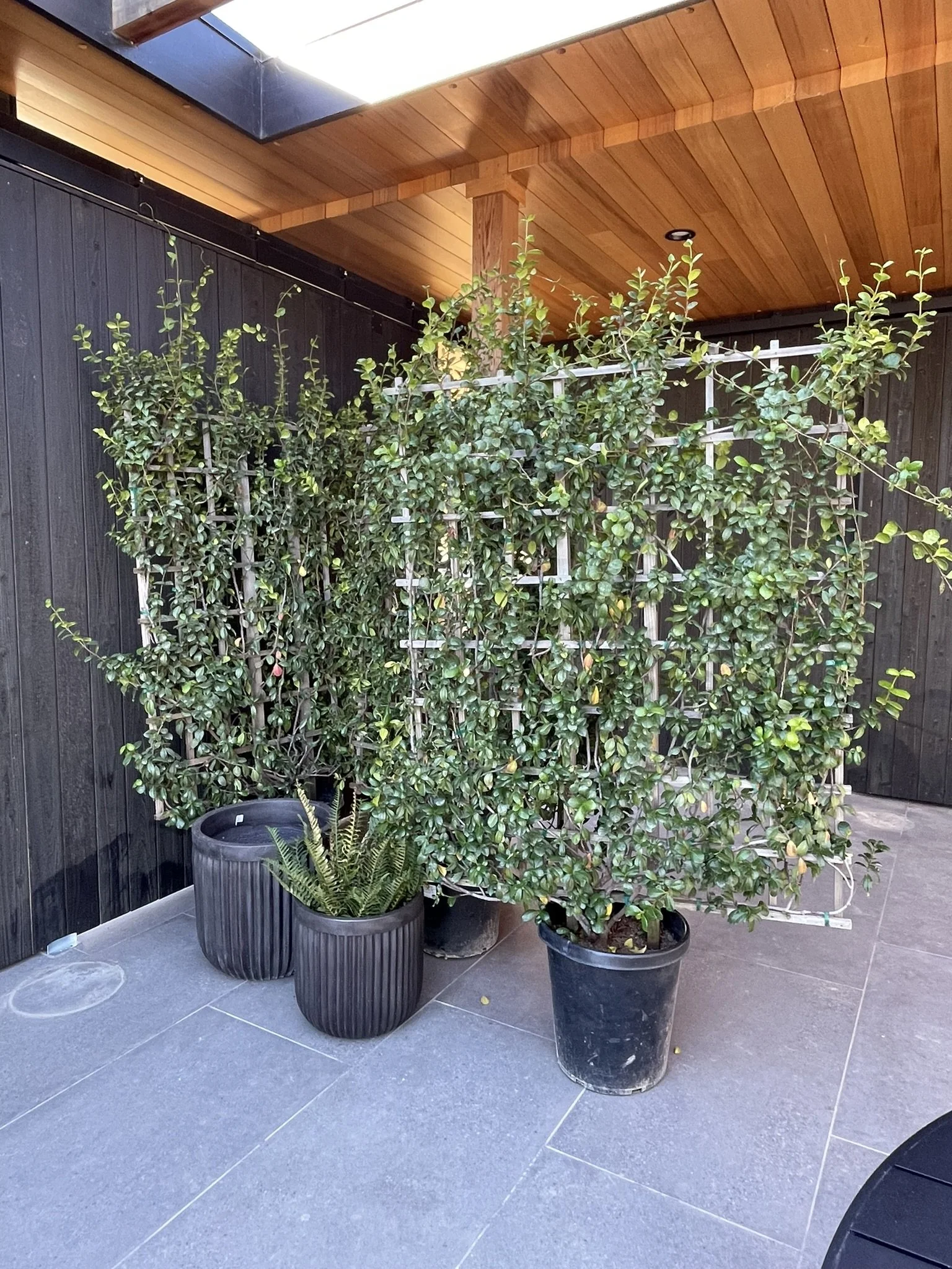 Jasmine trellises to adorn the outdoor seating area with evergreen foliage and fragrance