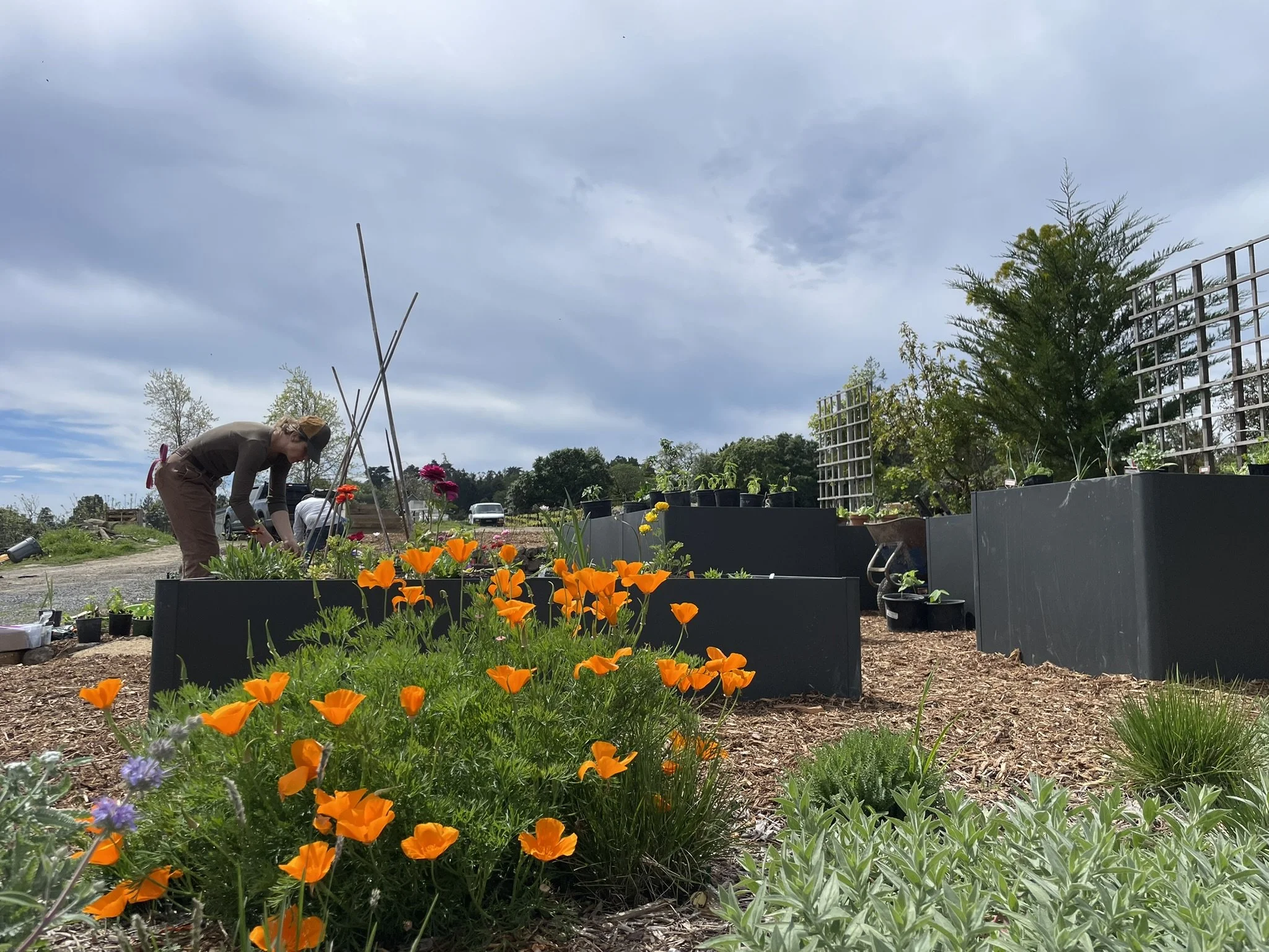 Kelsi planting up the Vego raised beds in the culinary garden. Pollinator plants fill in as groundcover