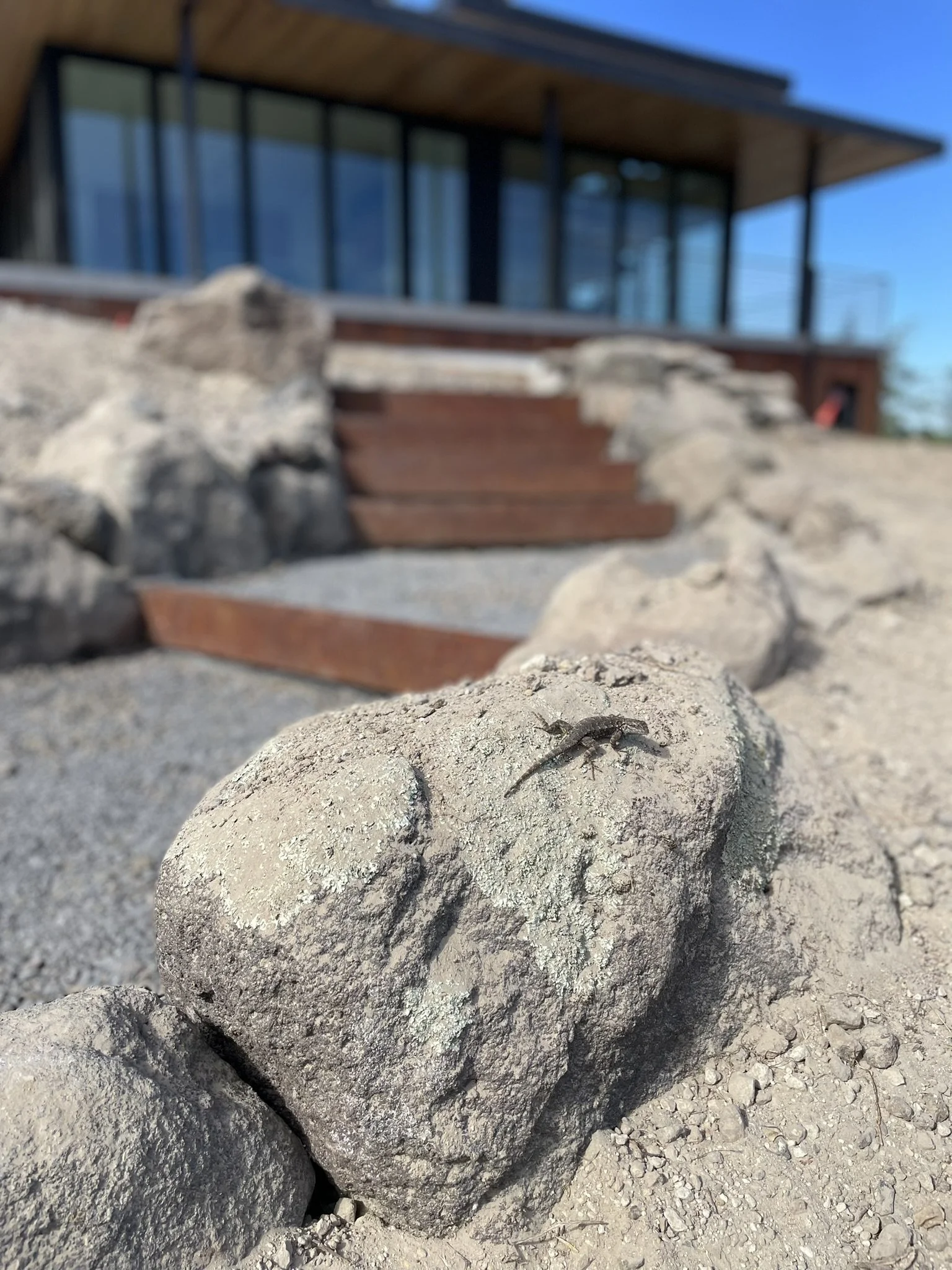 Lizard friend likes the boulder-lined staircase 