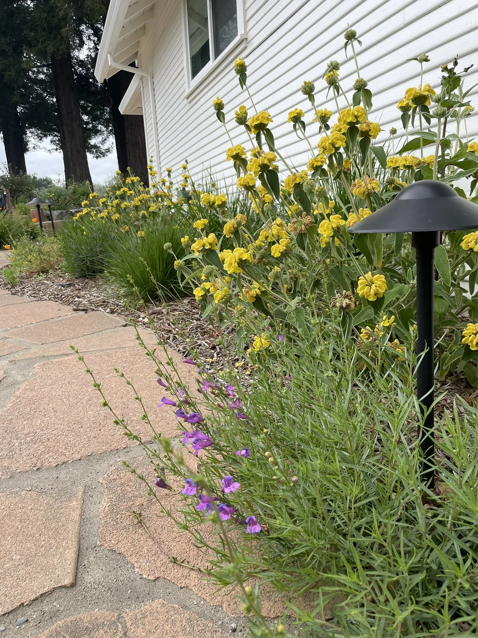 Yellow Phlomis and Pink Penstemon bring pollinators to the Citrus Row
