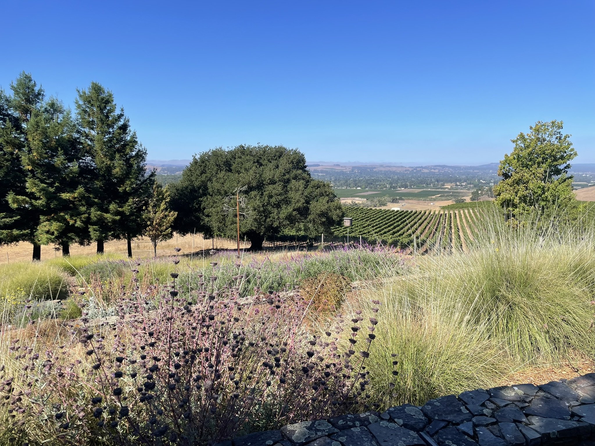 Salvia clevlandii and Muhlenbergia rigens in the foreground