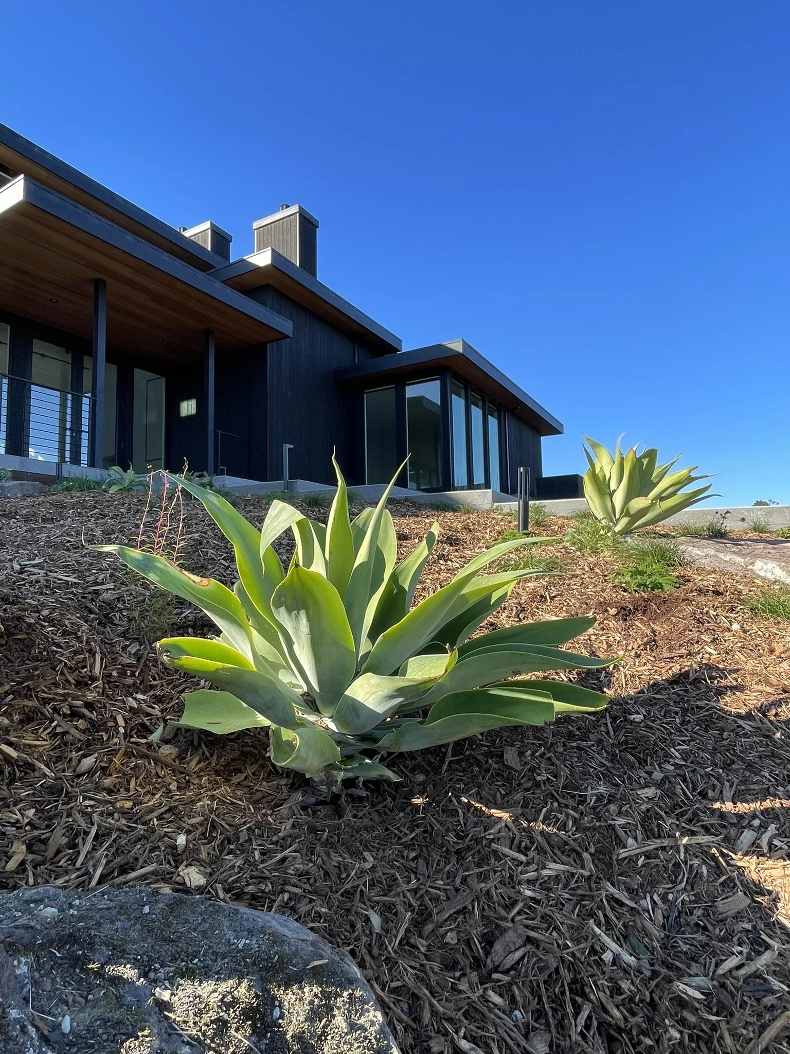 Agave attenuata planted at the formal home entry