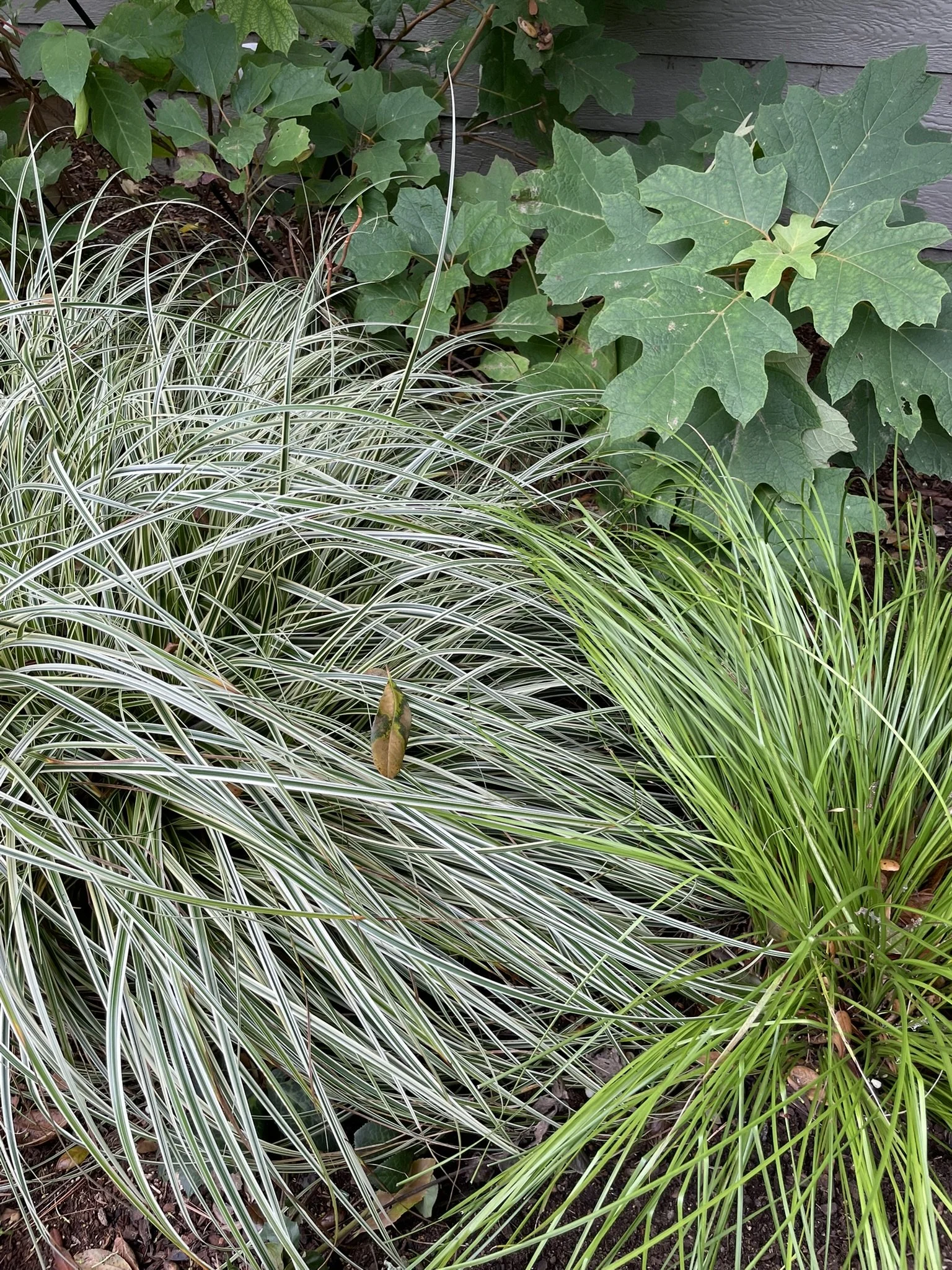 Fine and coarse textures from Carex and Hydrangea quercifolia