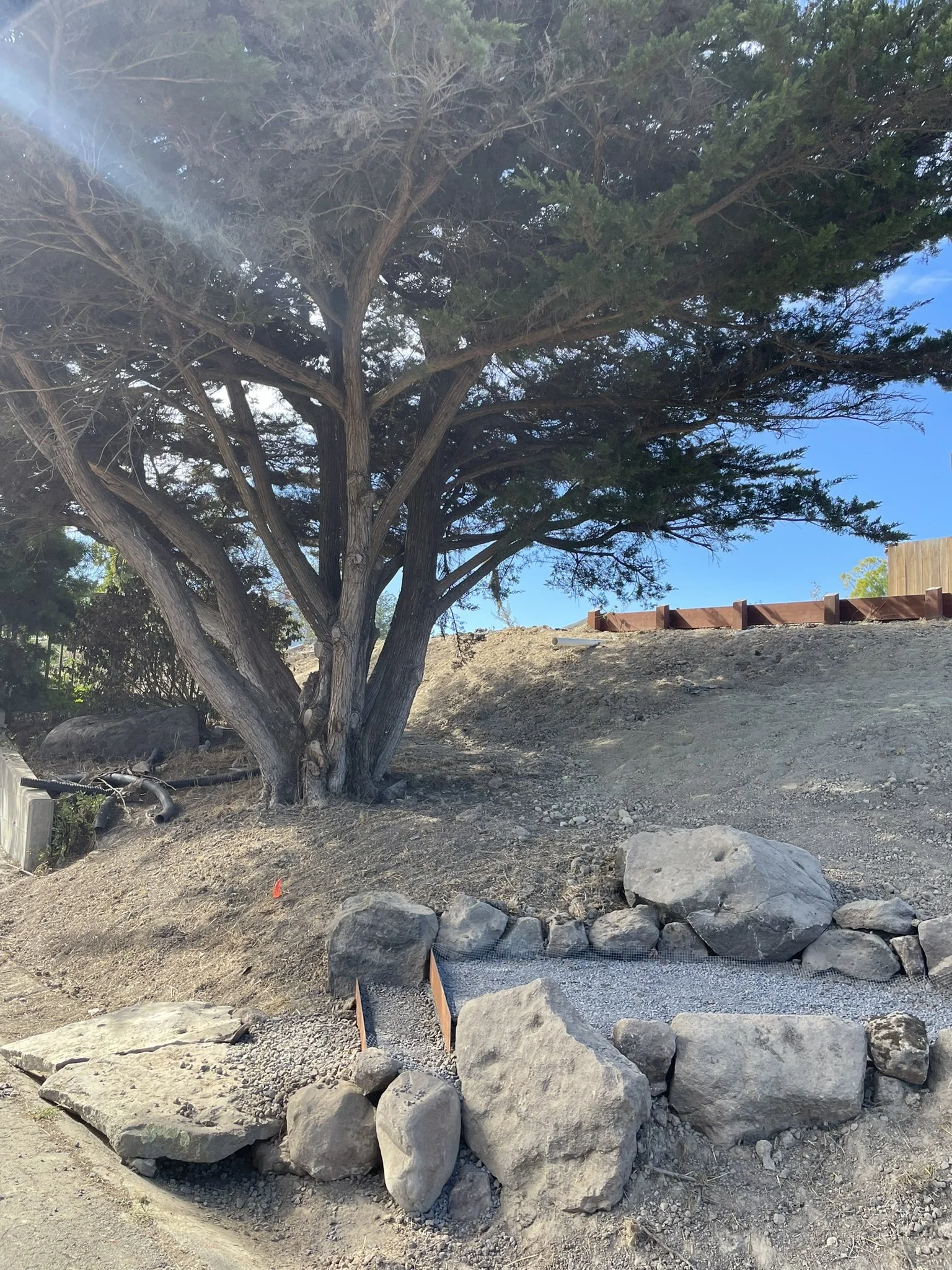 Hardscaping in progress beneath a mature Juniper tree