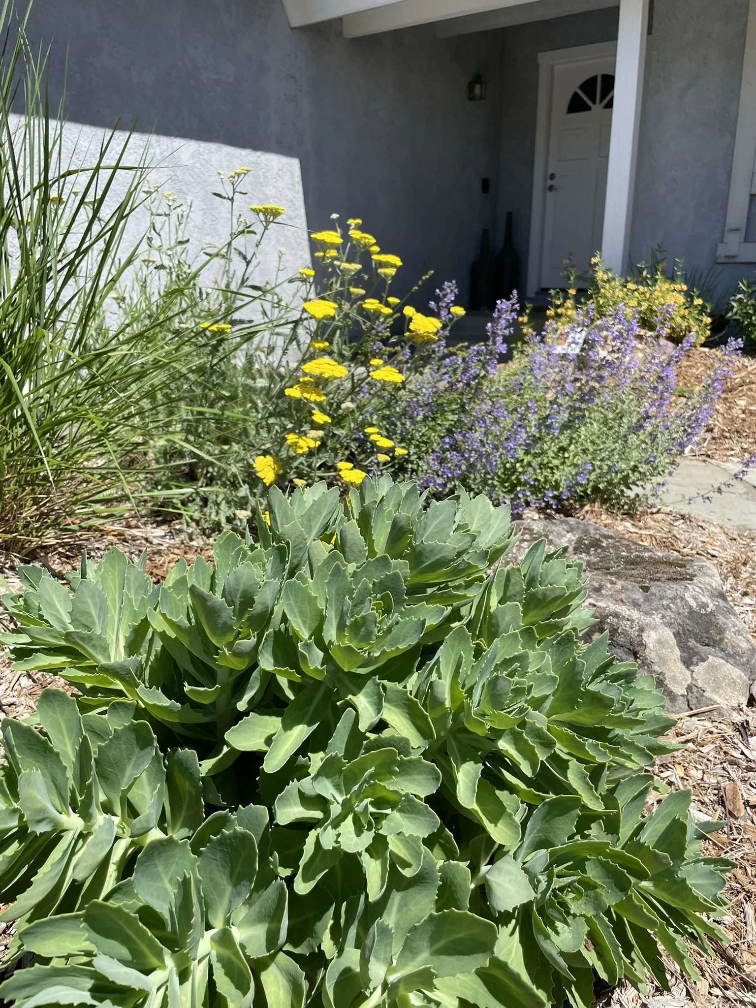 Sedum 'Autumn Joy' brings a medium-coarse texture to the palette (photo taken in May).