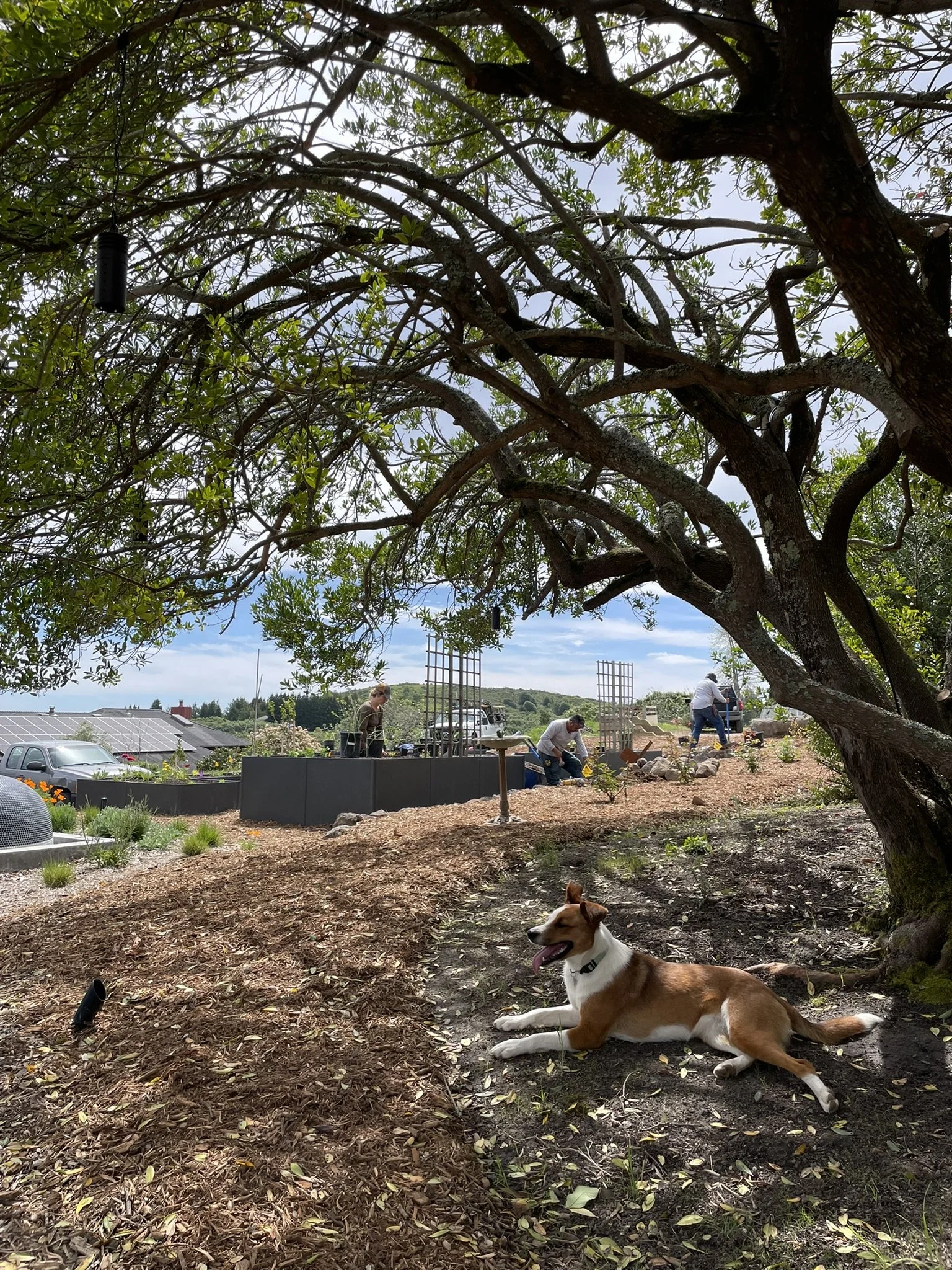 Tara takes a rest beneath mature Arbutus as the culinary garden is planted in the background