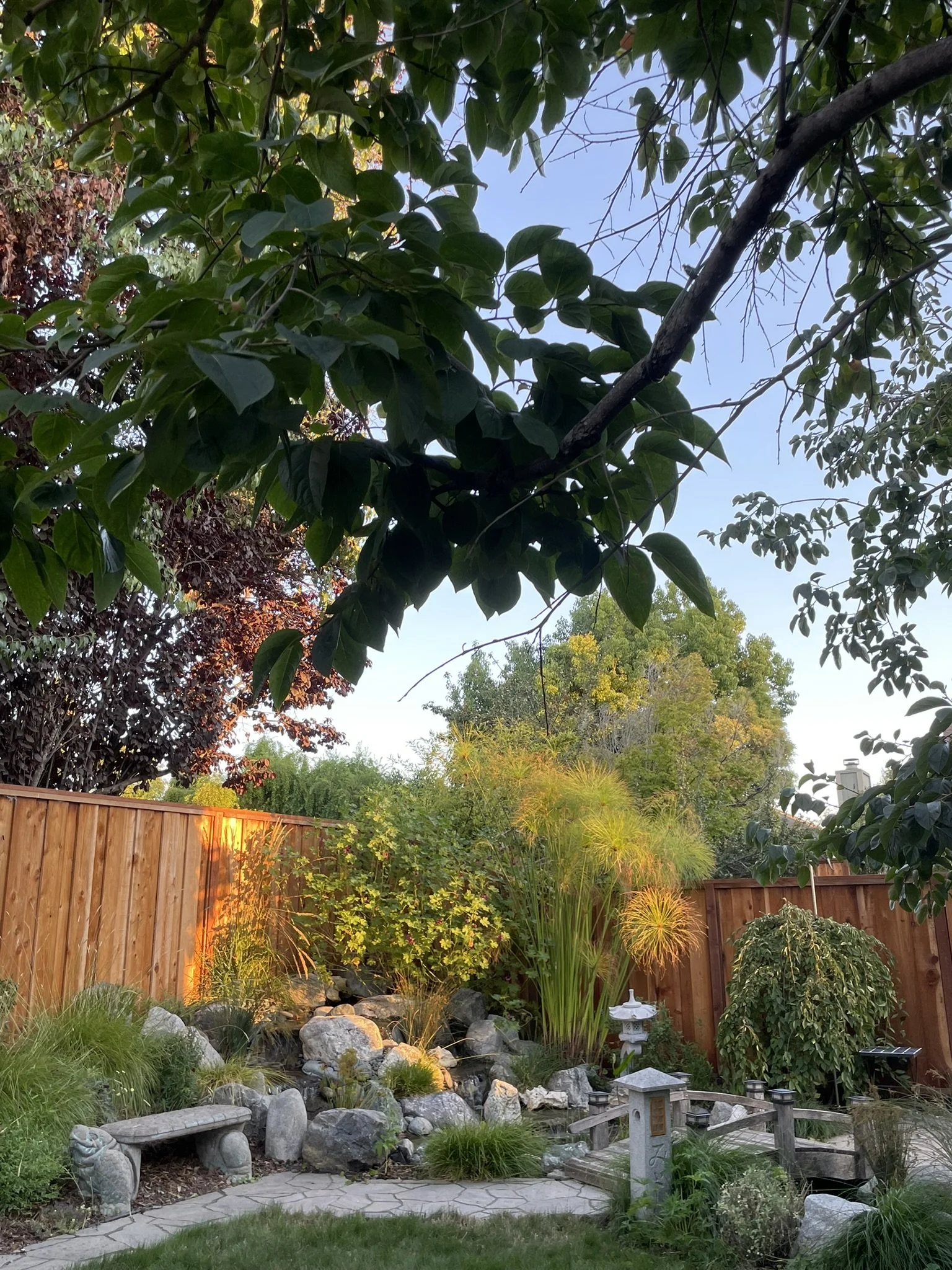 Backyard pond featuring boulders, water plants, and Japanese lanterns
