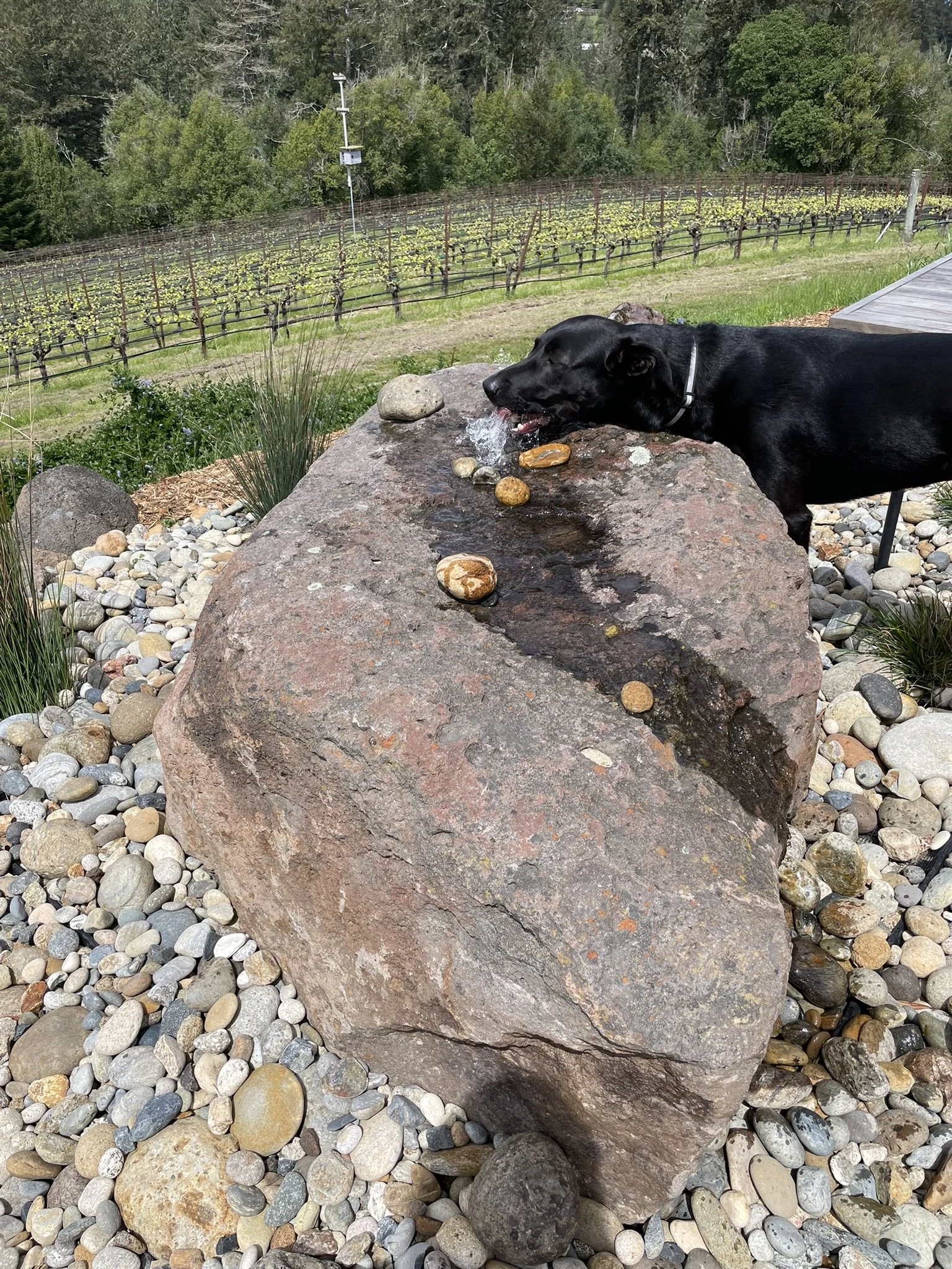 Custom made boulder fountain made from on site stone. Poppy (black lab) enjoys a sip