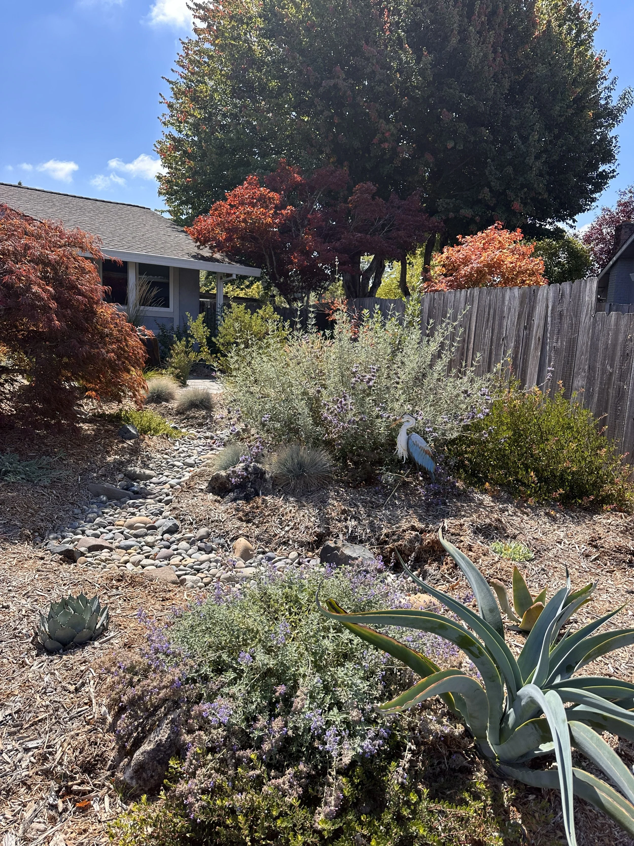 Salvia 'Pozo Blue' grows big in just one year
