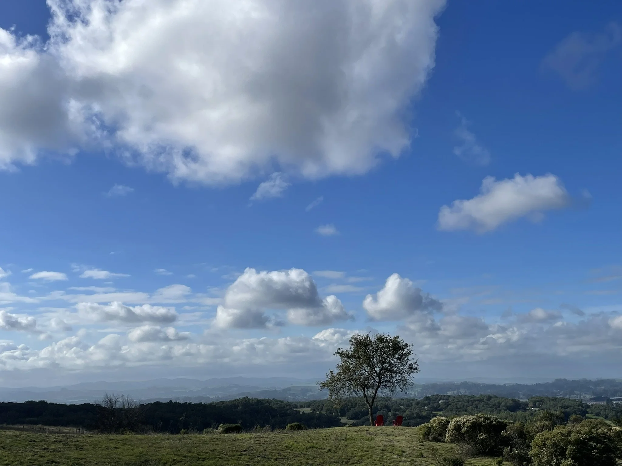 Valley Oak Tree standing proudly in front of a Sonoma County vista