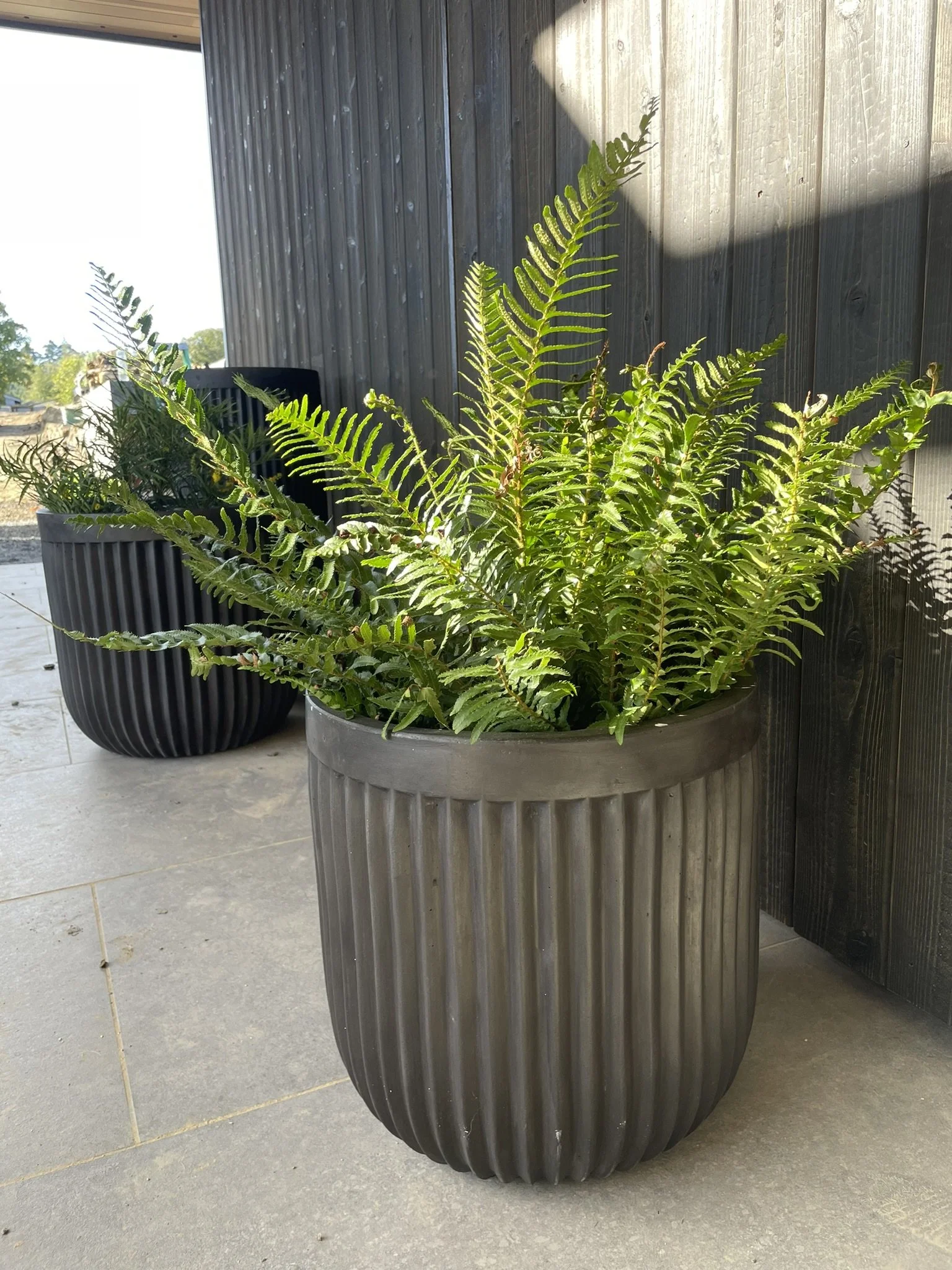 Sleek containers for shade loving ferns
