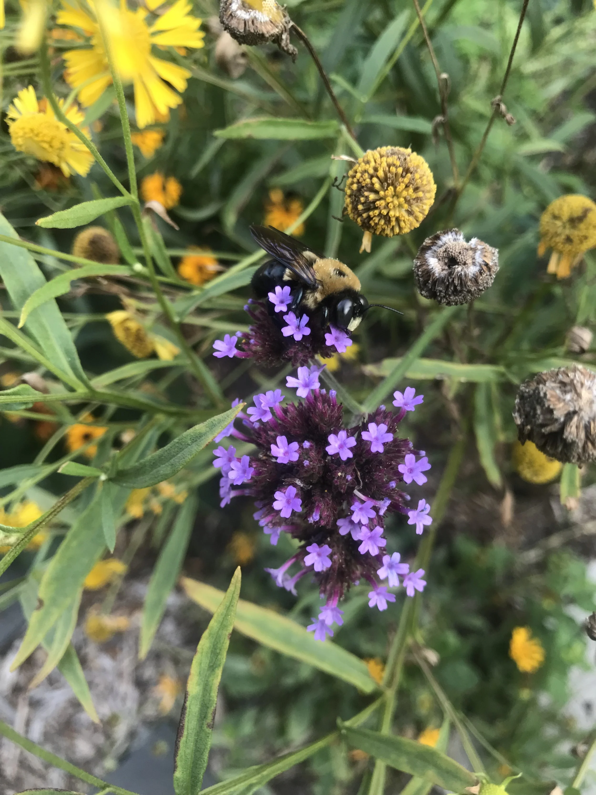 Pollinator gardening company Toronto