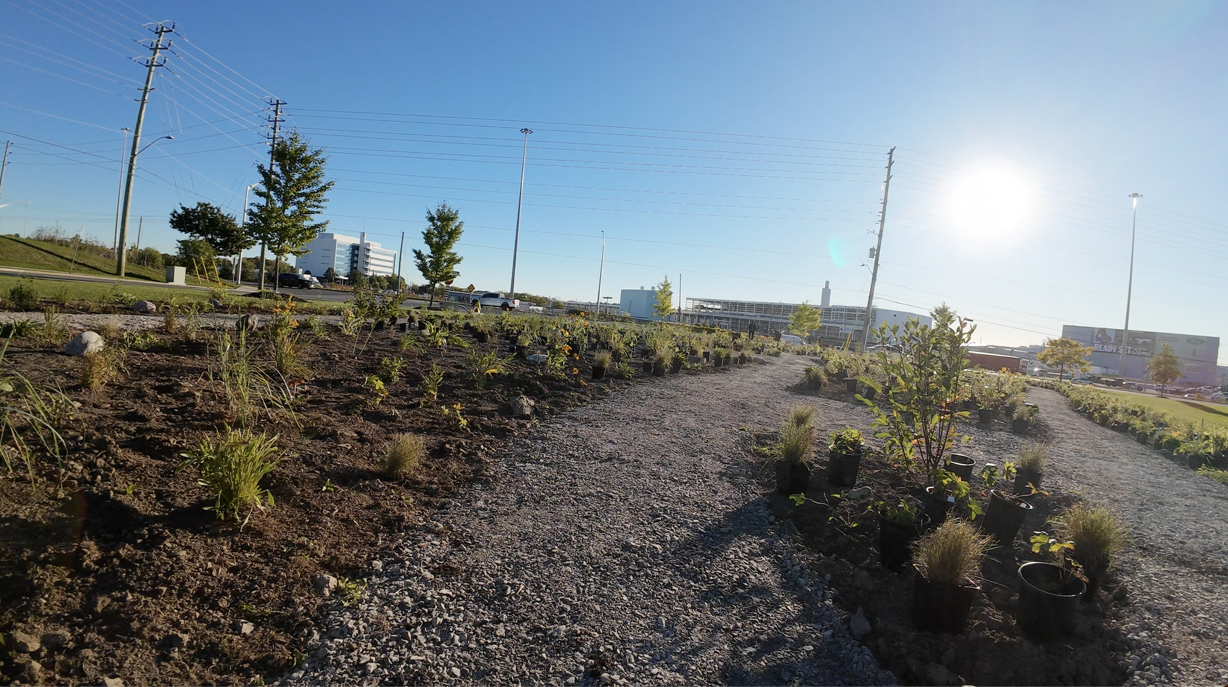 Corporate planting events