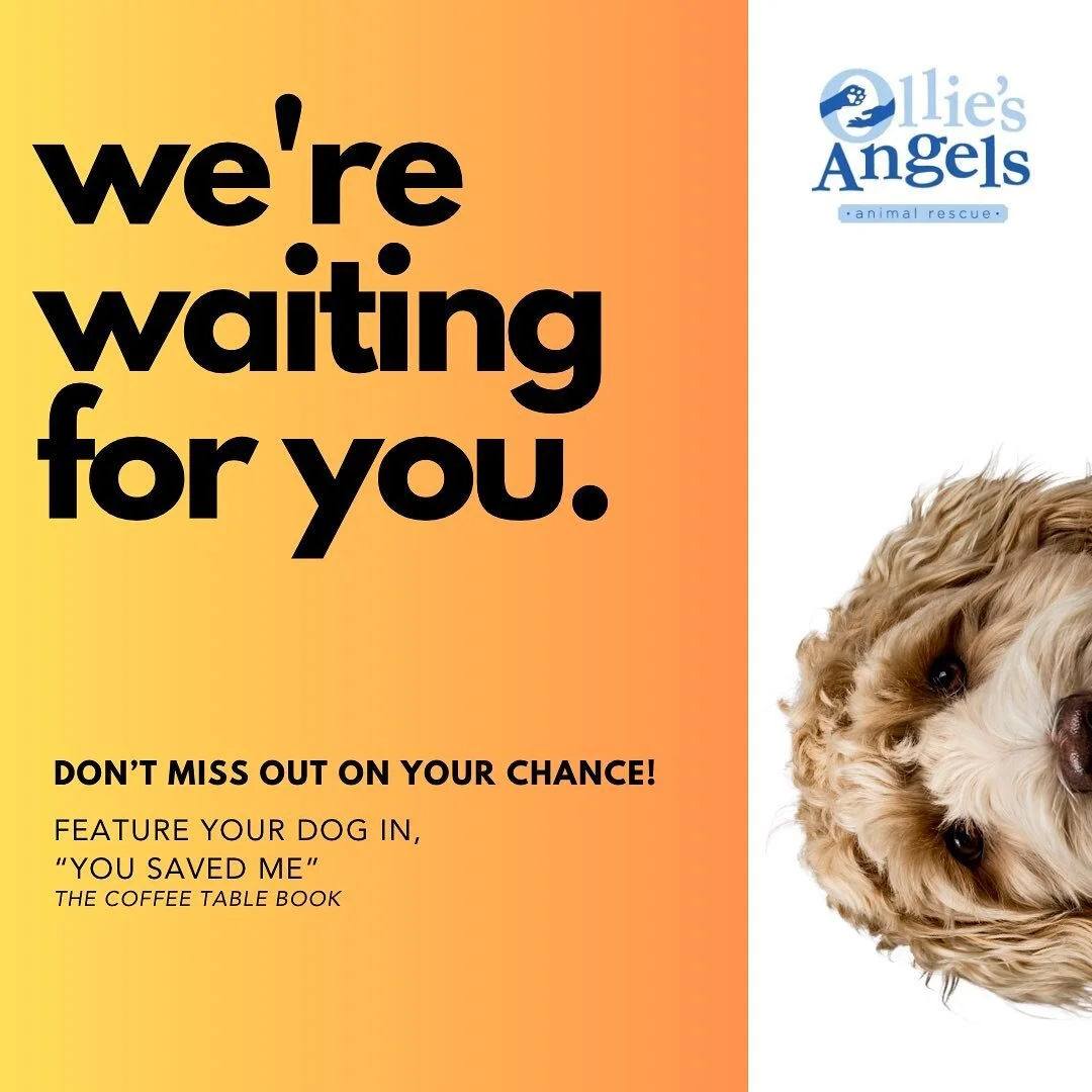 40 spots left! Go online to complete the application. Use the link in the bio. This coffee table book will feature your special fur baby and will be published on Amazon! Don&rsquo;t miss out!
