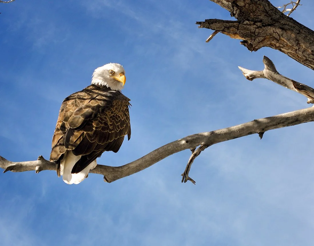 Bald Eagle in cottonwood Crop Clouds copy 150ppi.jpg