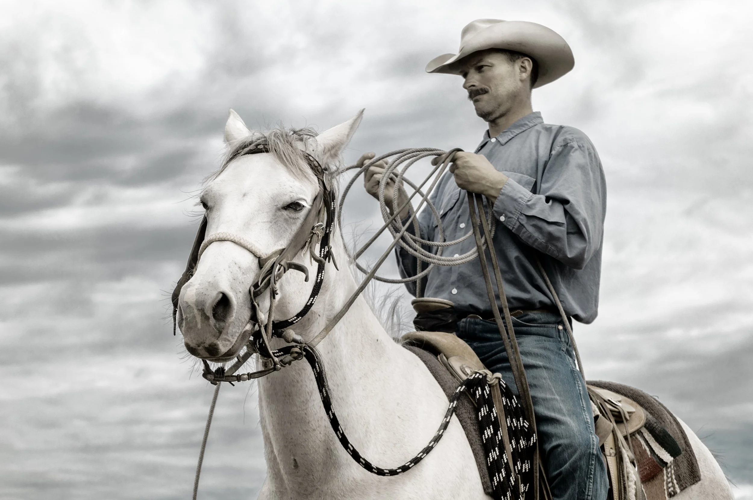 Working Cattle, Maytag Ranch, Colorado