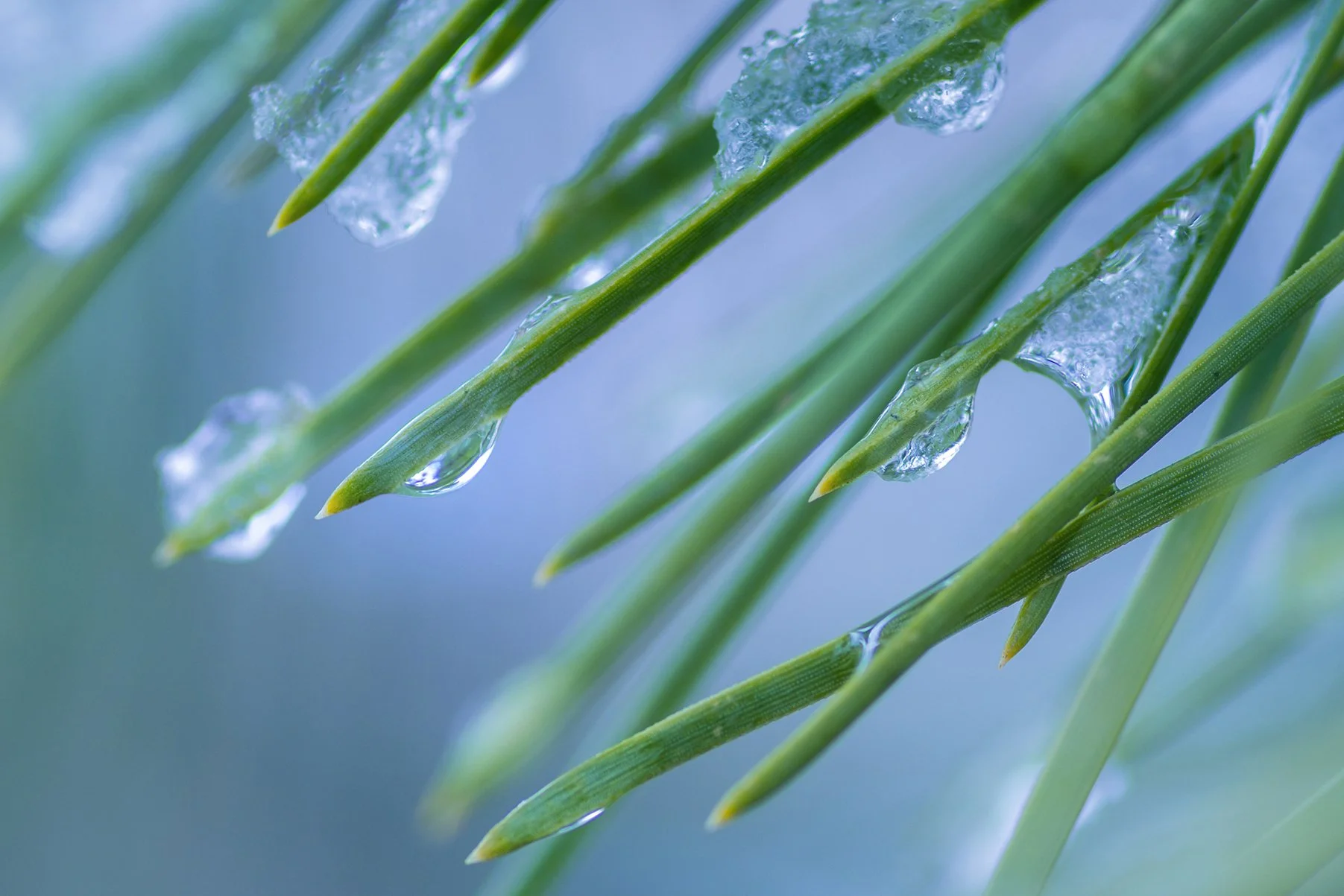 Pine Needle melting snow 1 copy Deeper crop 150ppi.jpg