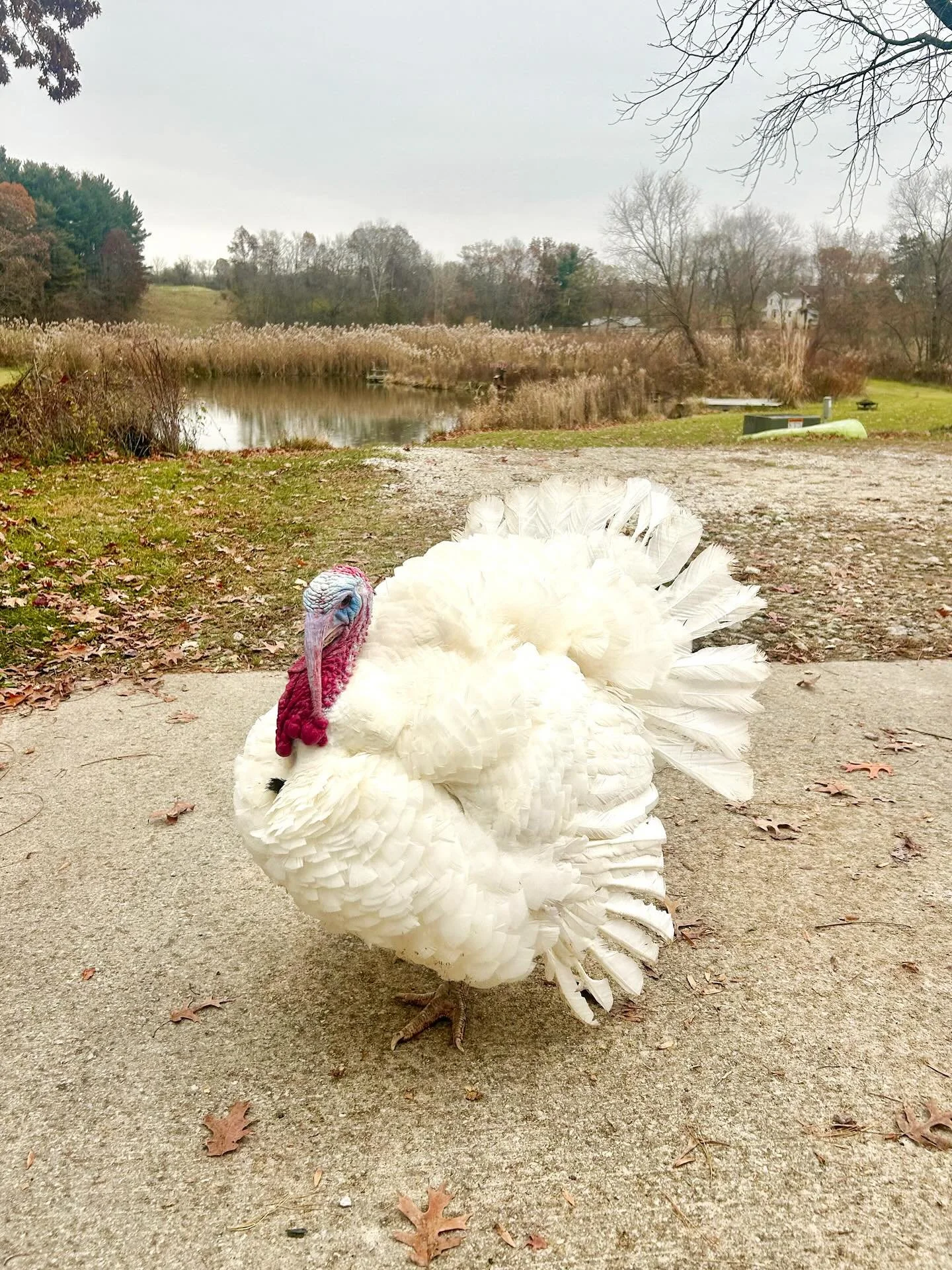 Meet our pet turkey Hercules 
Swipe to see his favorite human ☺️

Thanksgiving Week Hours &amp; Class Updates 

As we head into the holiday season, here&rsquo;s everything you need to know about our studio + caf&eacute; schedule:

Thanksgiving Day Cl