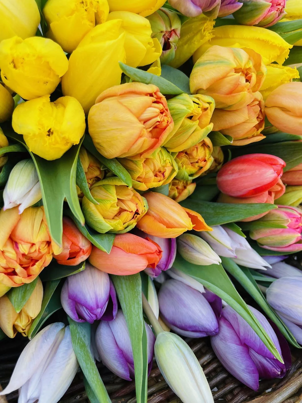 2025tulipsweb.jpg