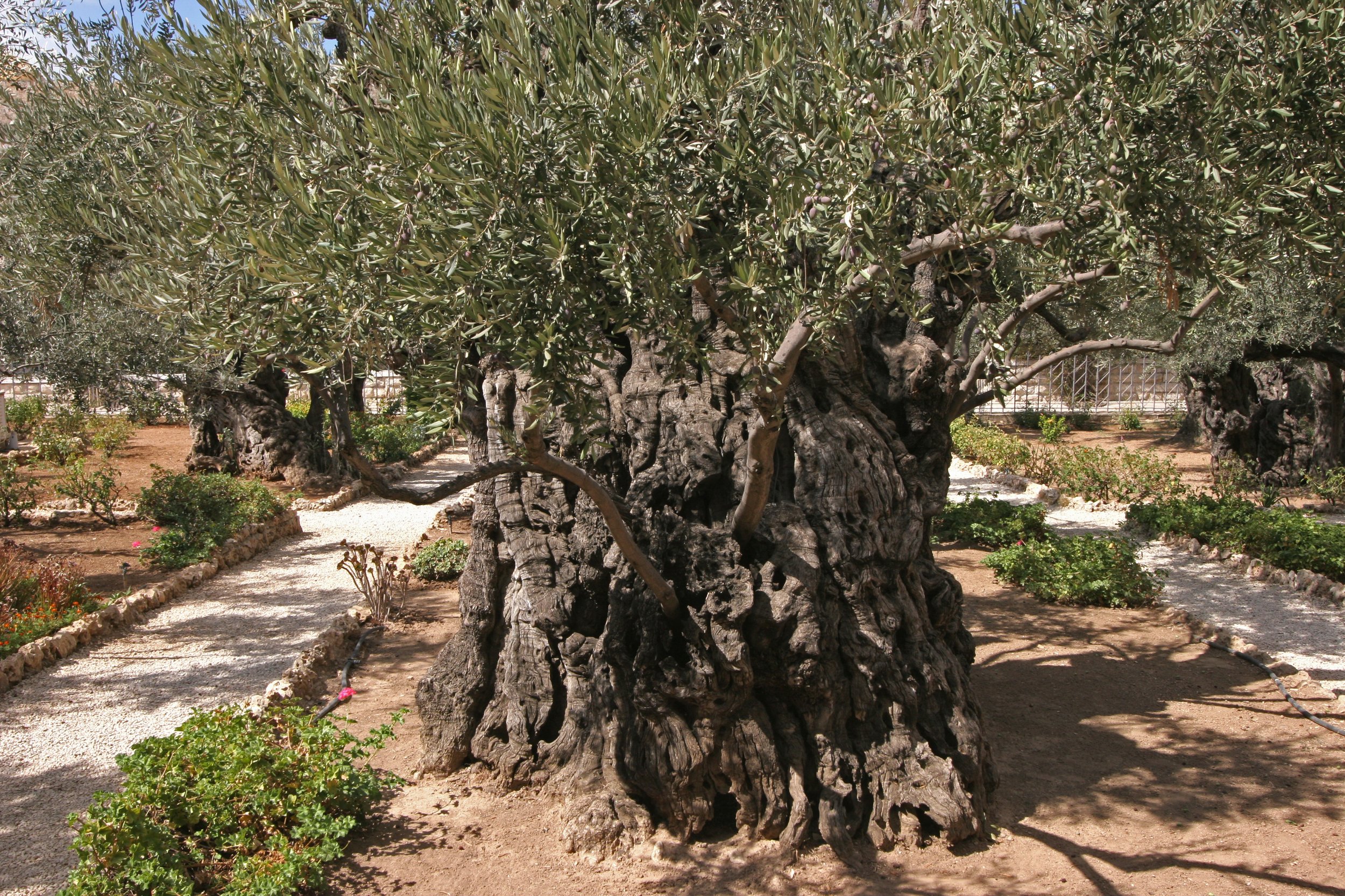 Gethsemane