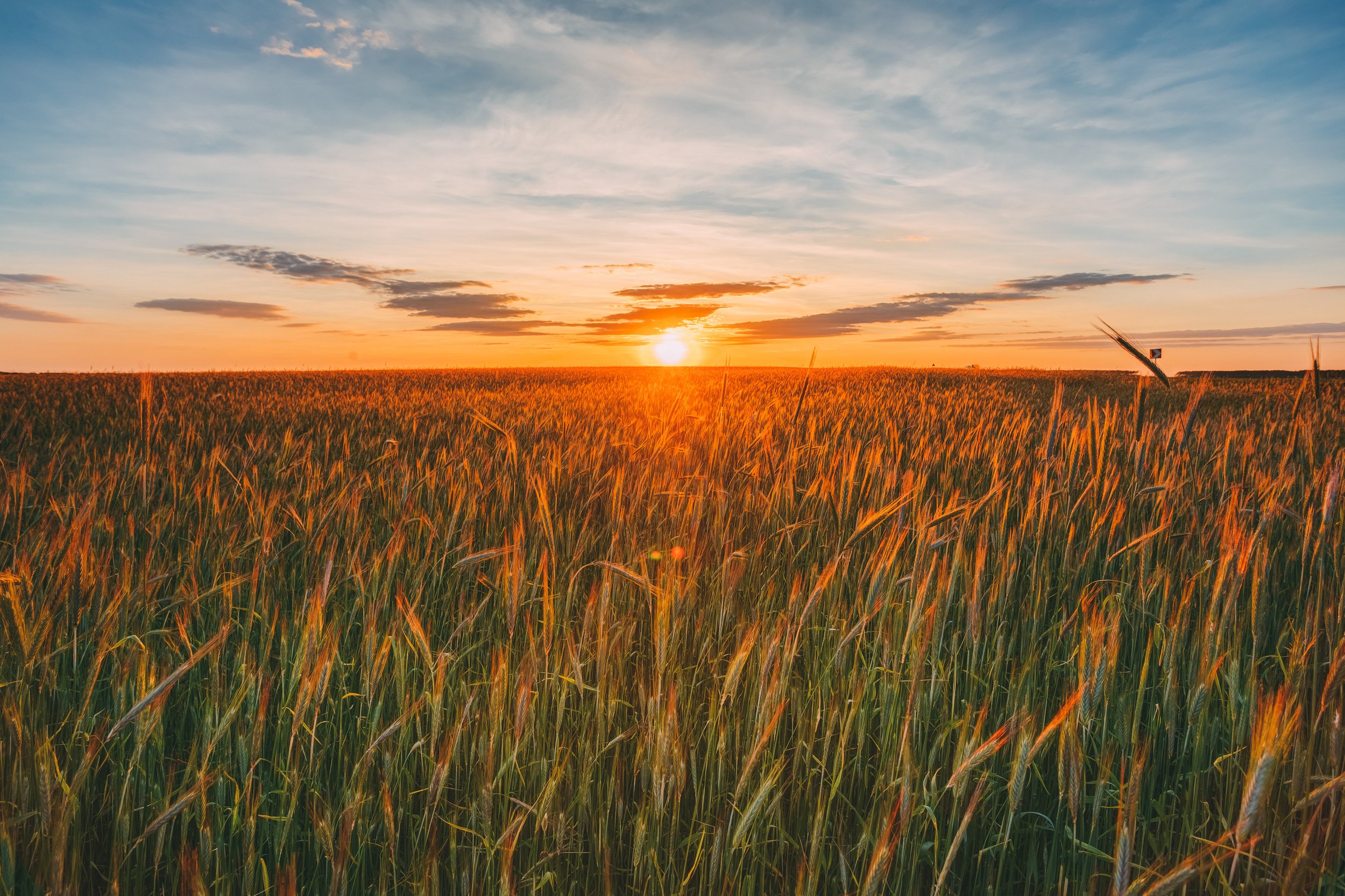 Wheatfields