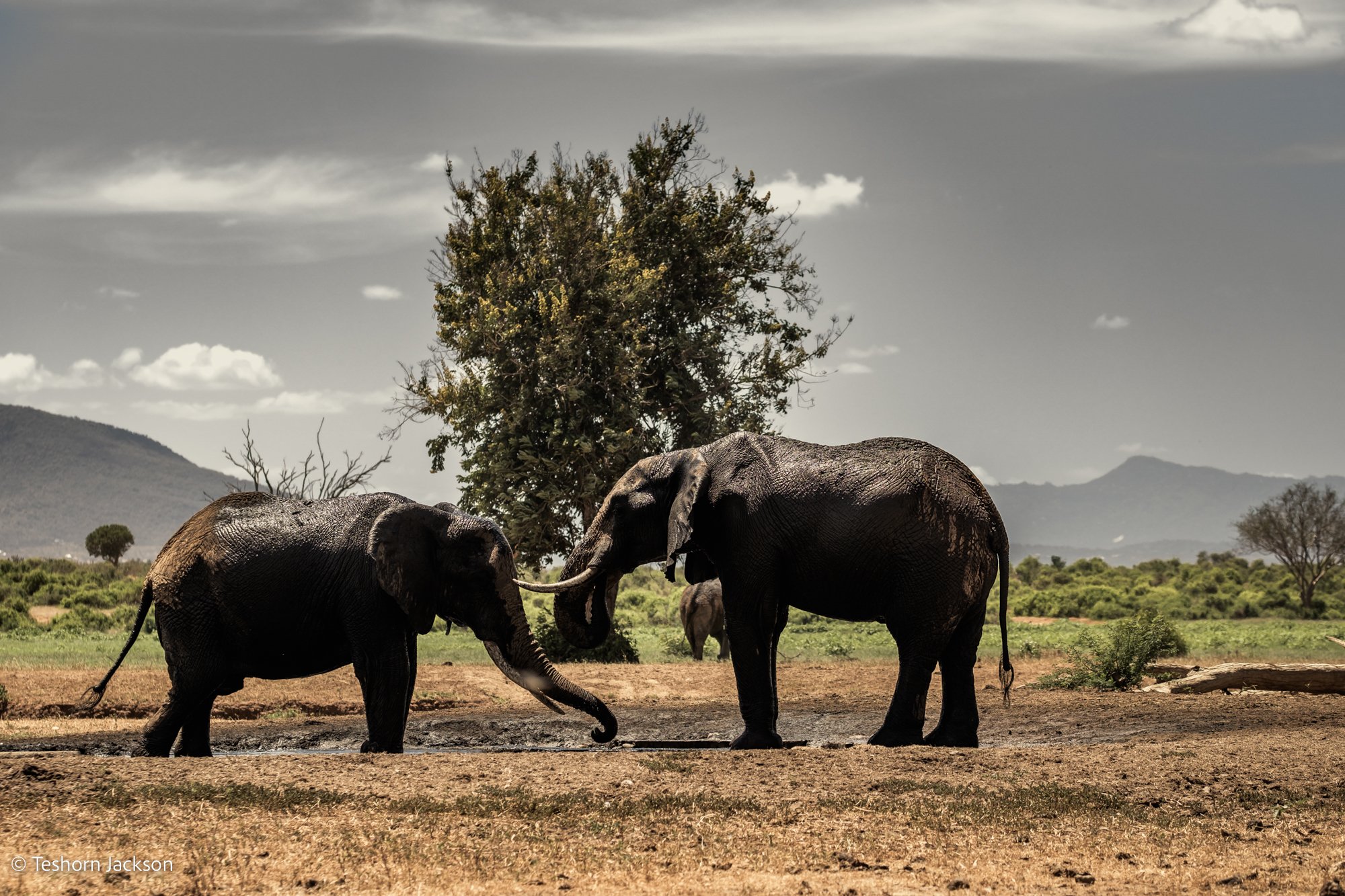 Kenya Safari-48.jpg