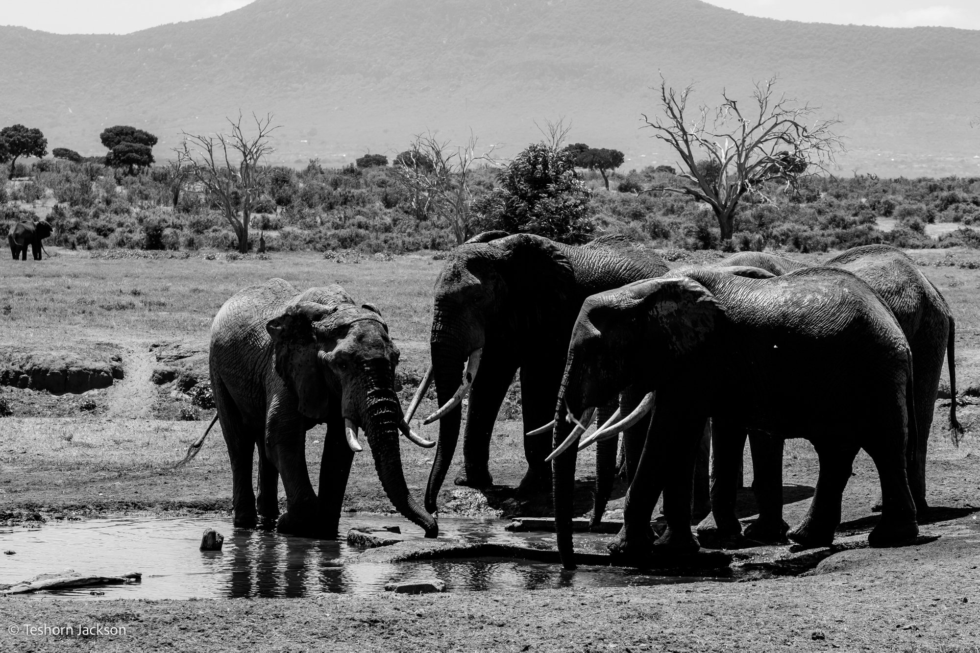 Kenya Safari-45.jpg