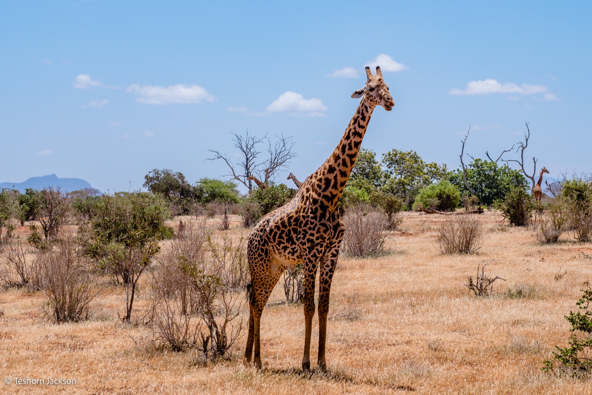 Kenya Safari-35.jpg