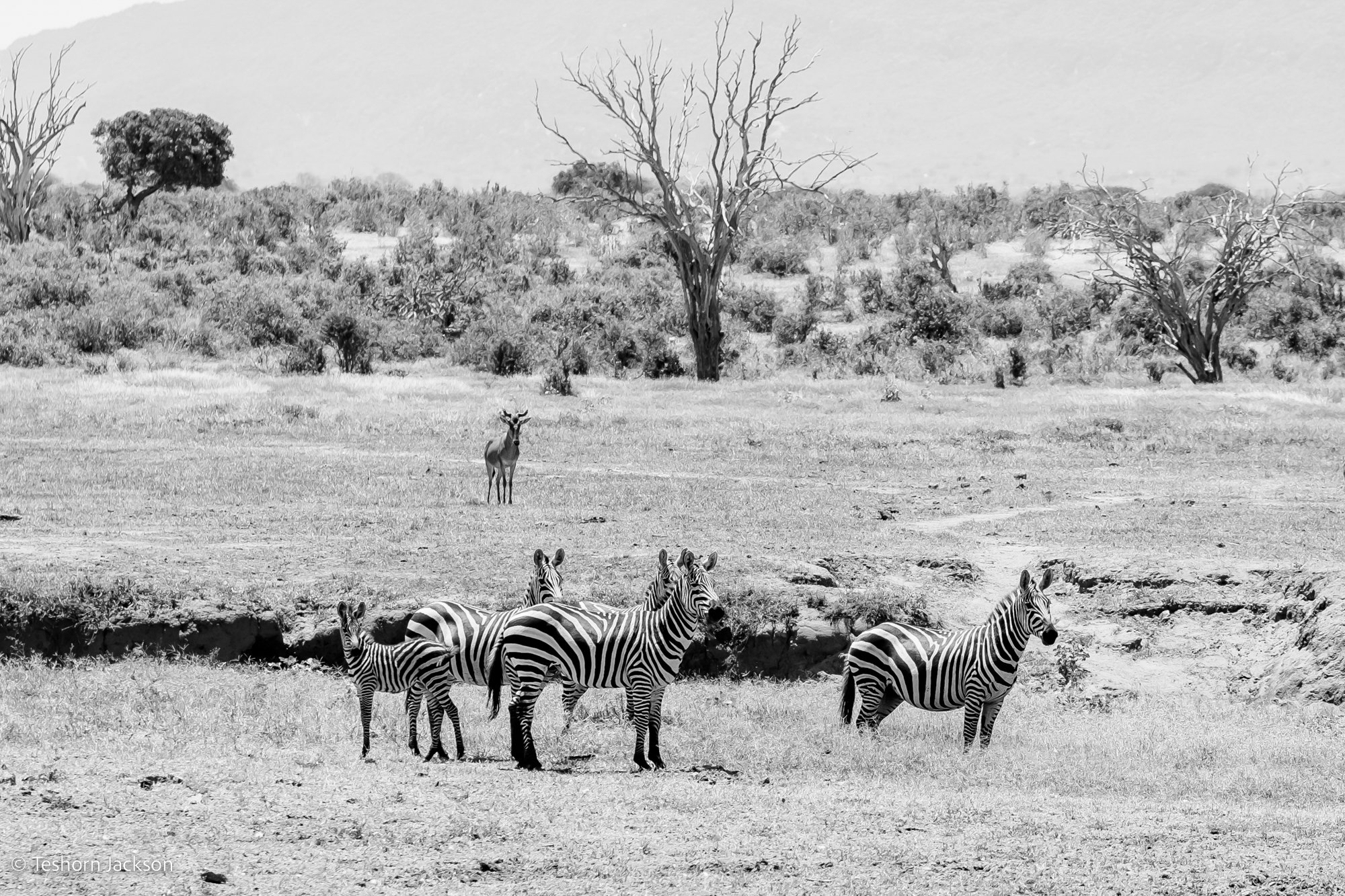 Kenya Safari-37.jpg
