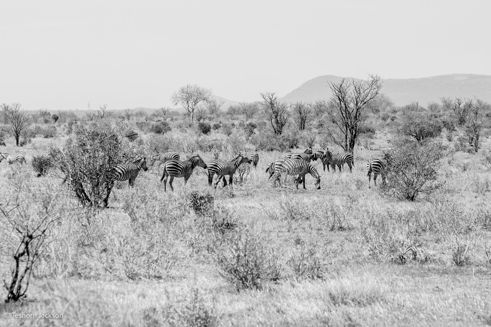 Kenya Safari-29.jpg