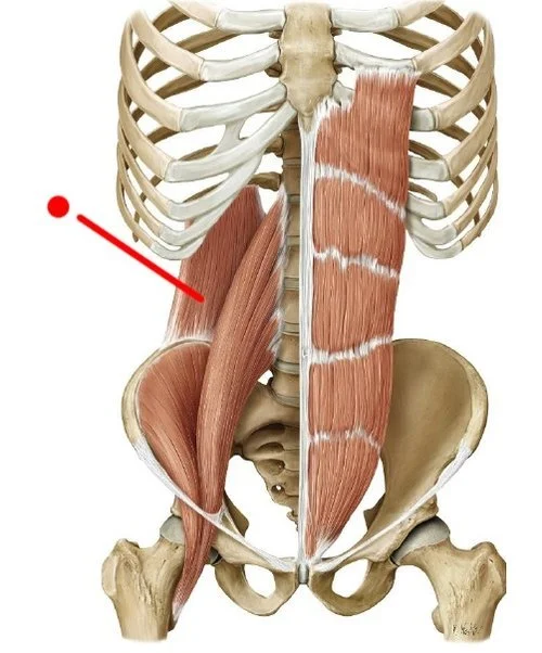 QL and psoas.jpg