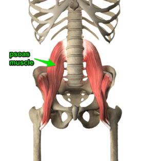 The Psoas