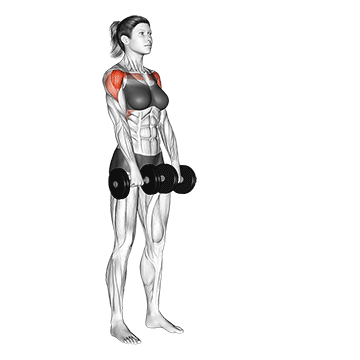 22331301-Dumbbell-Front-Raise-female_Shoulders_360-4.gif