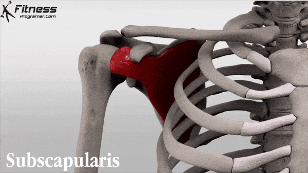 subscapularis.gif