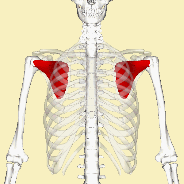 Subscapularis_muscle_animation.gif